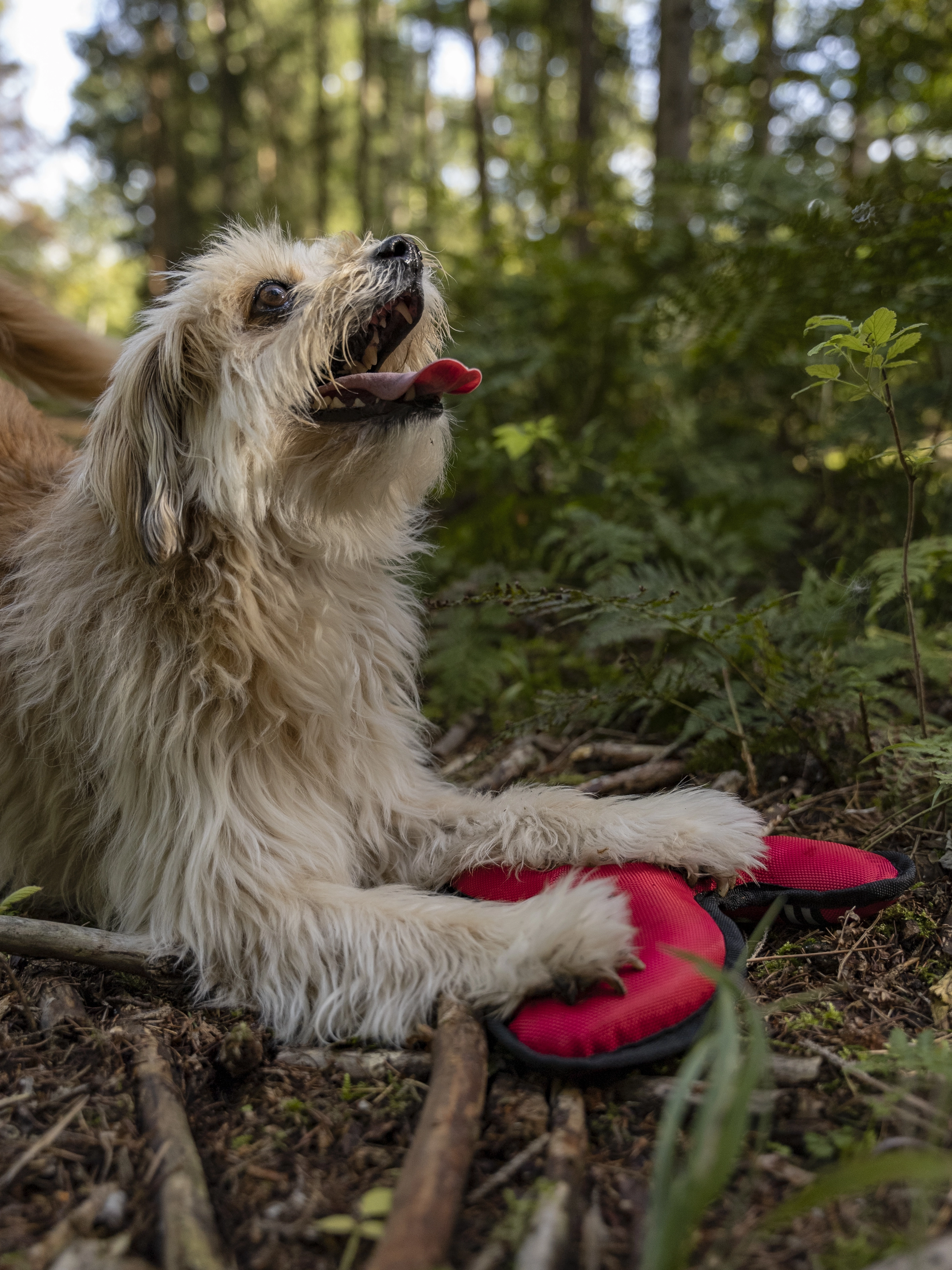 Flystar von TrendPet