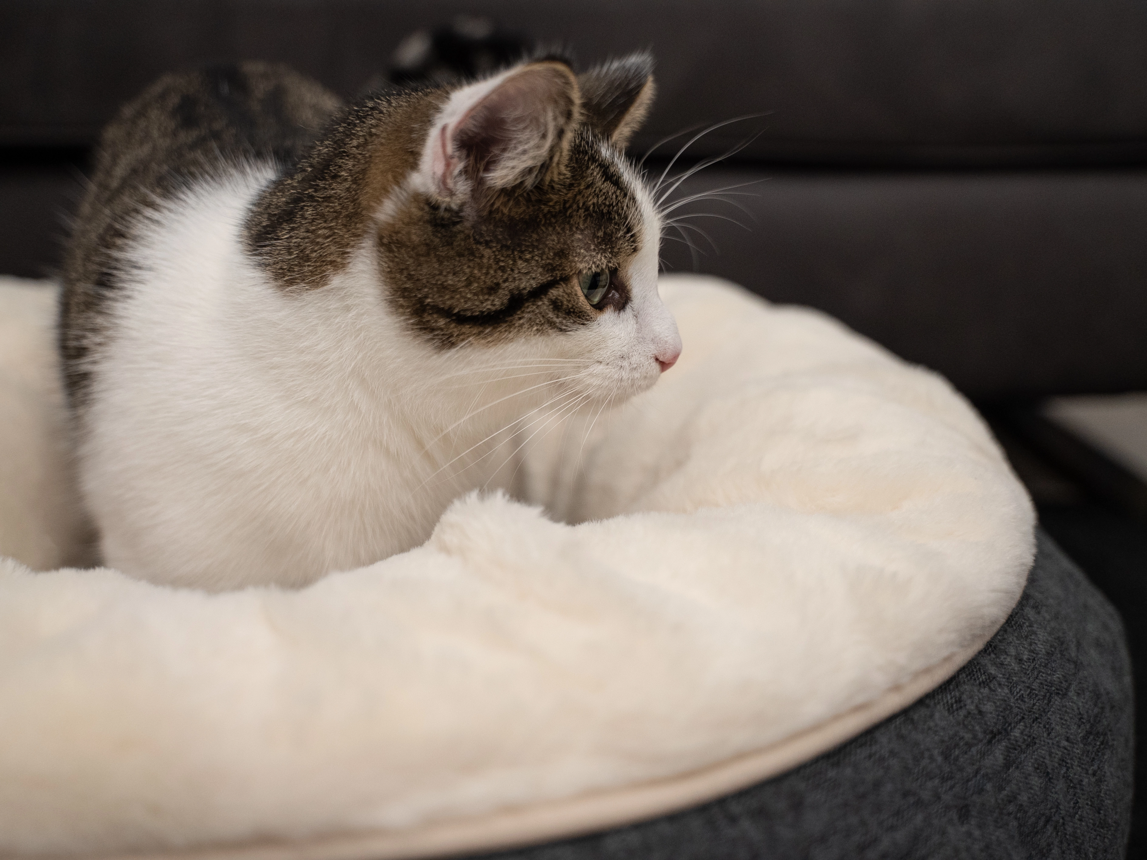 LunaBed von TrendPet