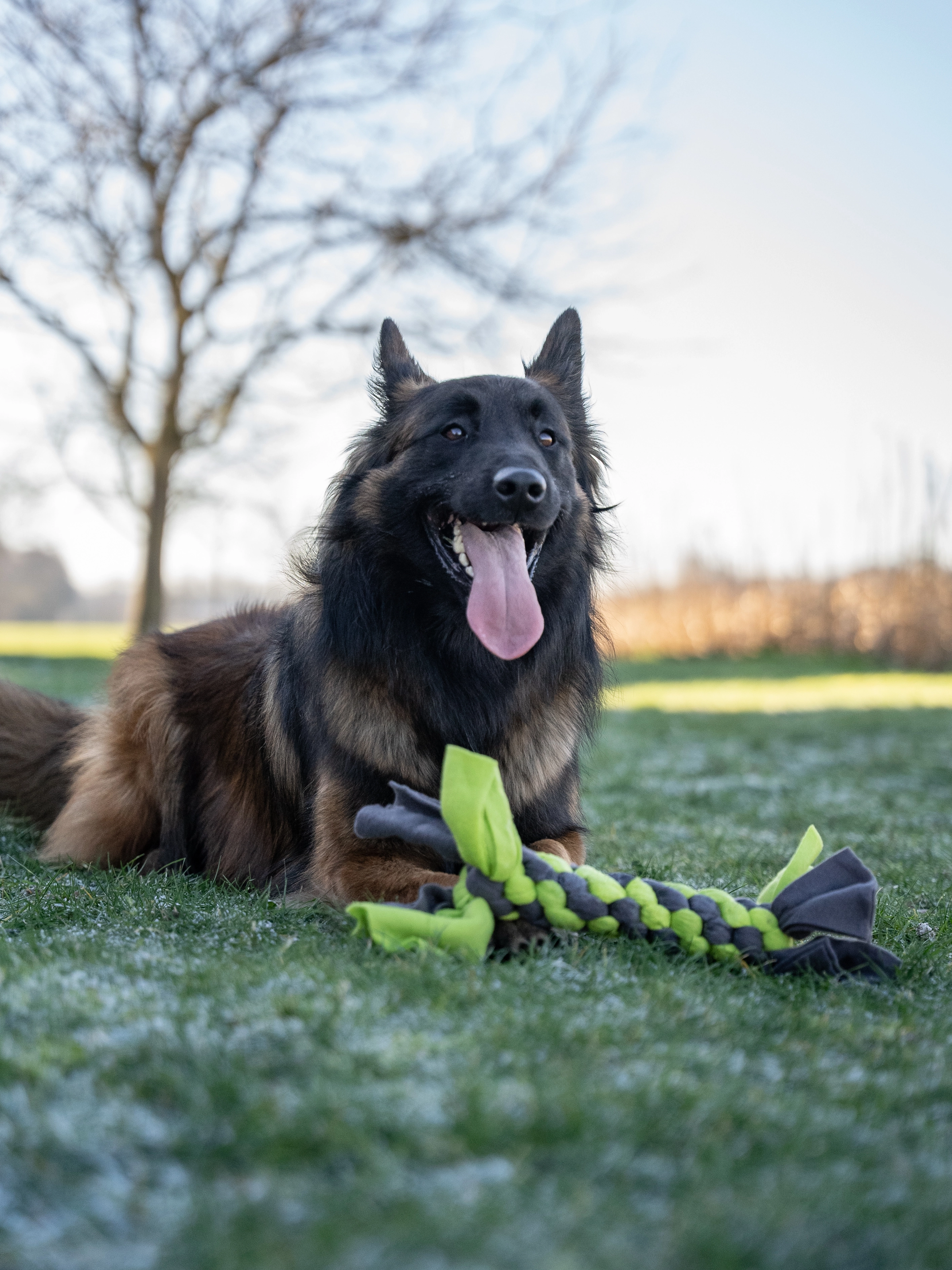 Bringsel Hundespielzeug von TrendPet