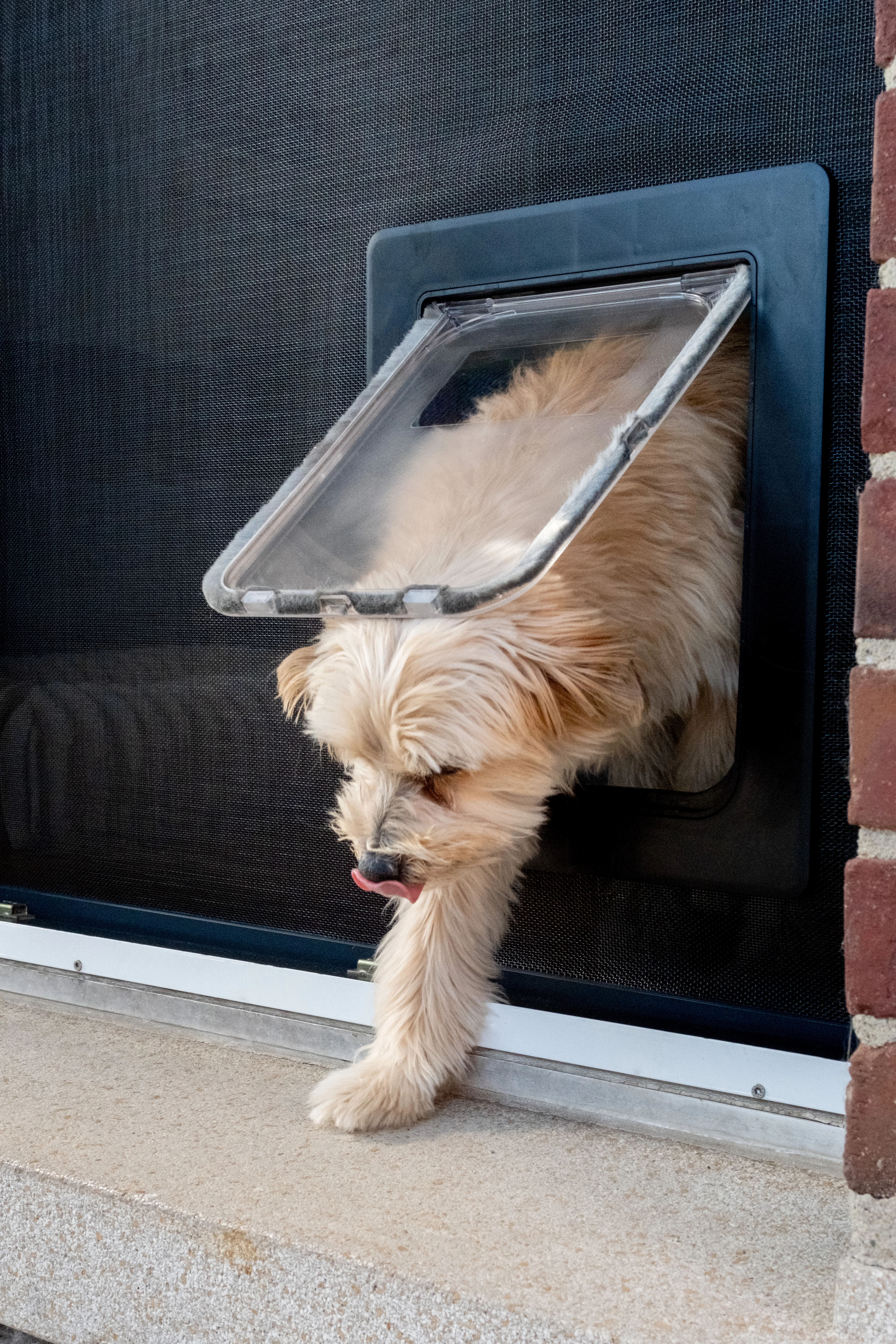 TF6 Hundeklappe / Katzenklappe