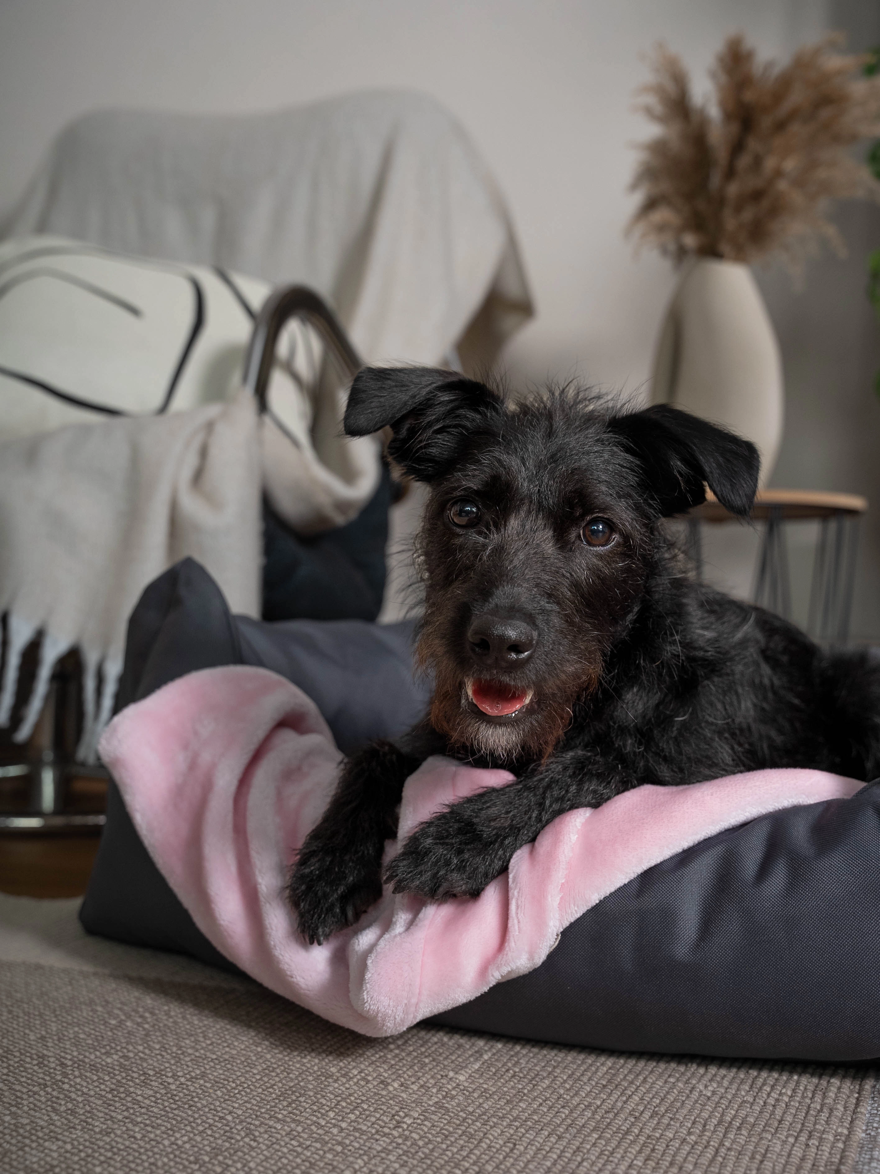 Coco Kuscheldecke von TrendPet