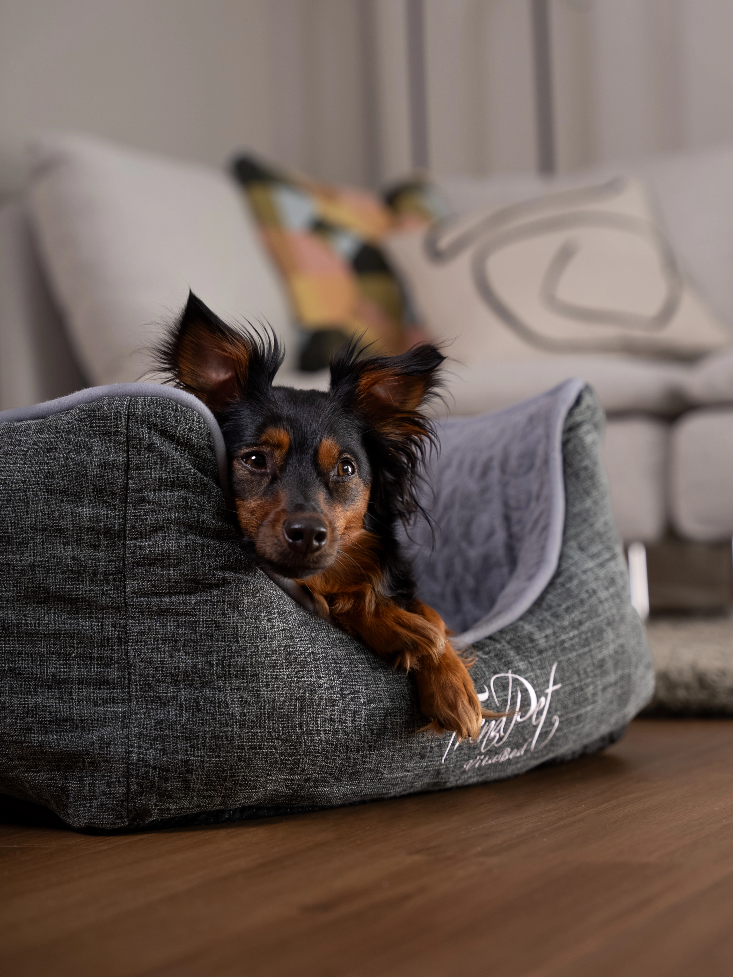 Hund liegt im VitaBed classic von TrendPet