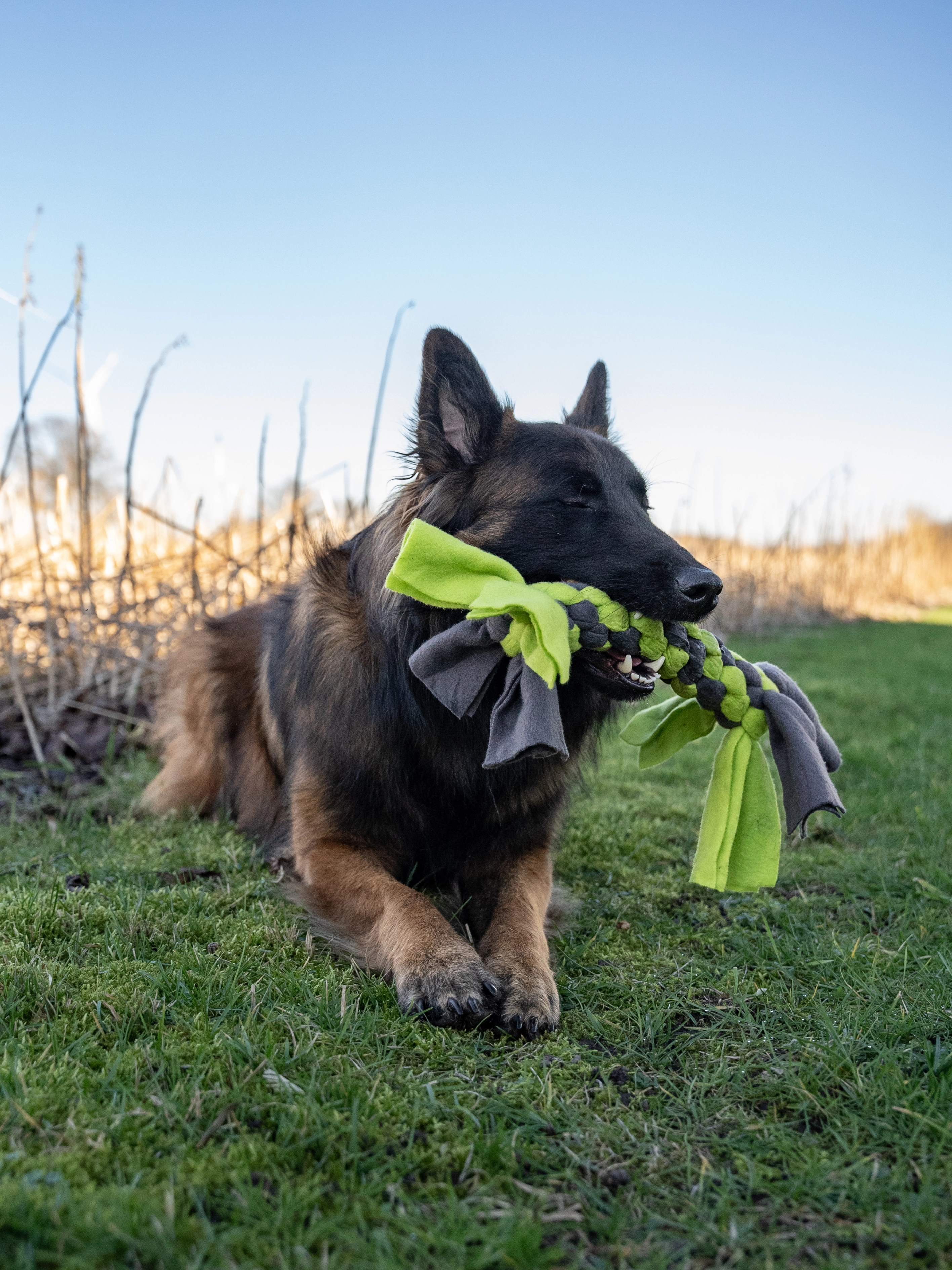 Bringsel Hundespielzeug von TrendPet