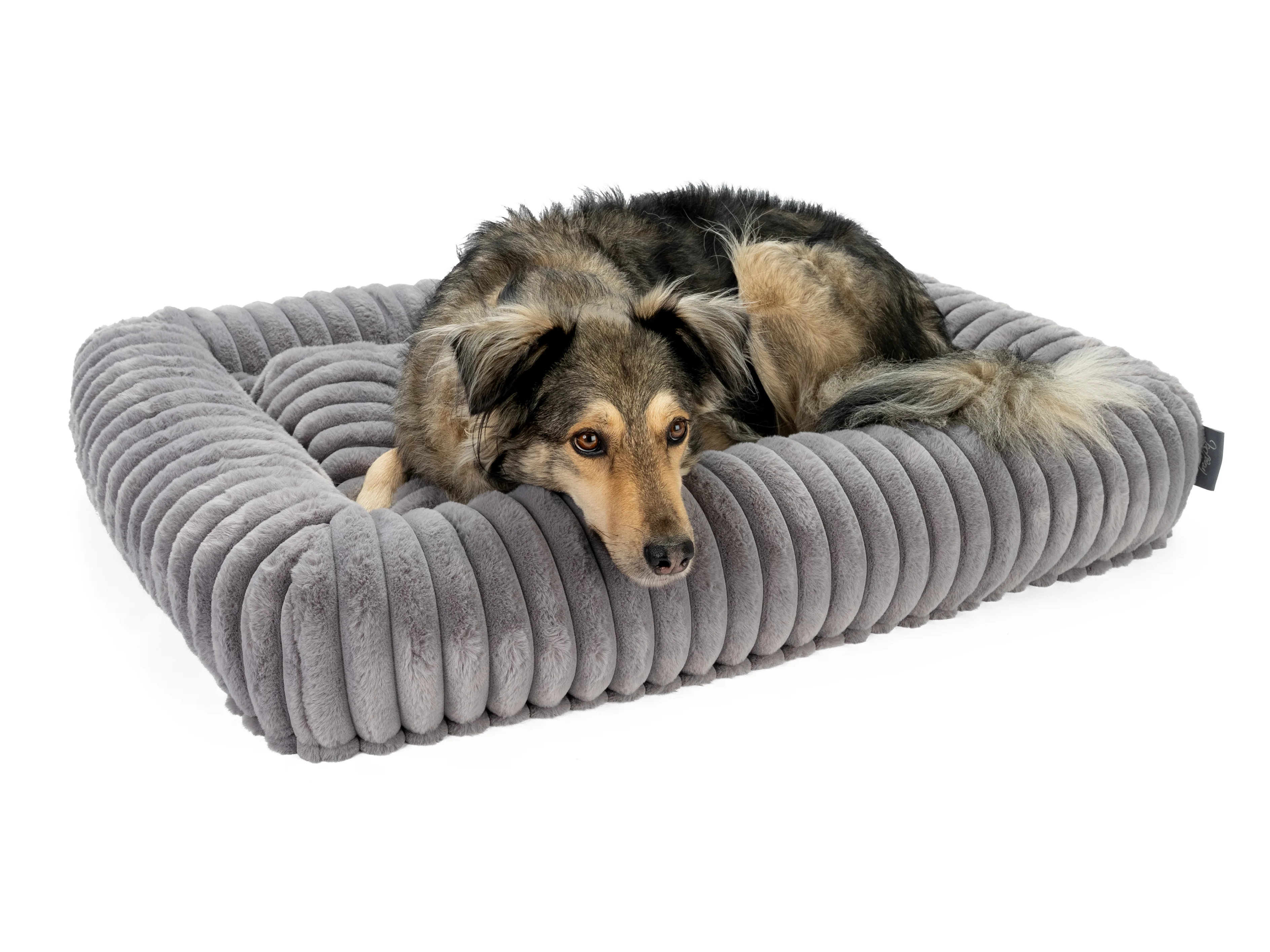 Hund liegt im Biscuit Cube von TrendPet