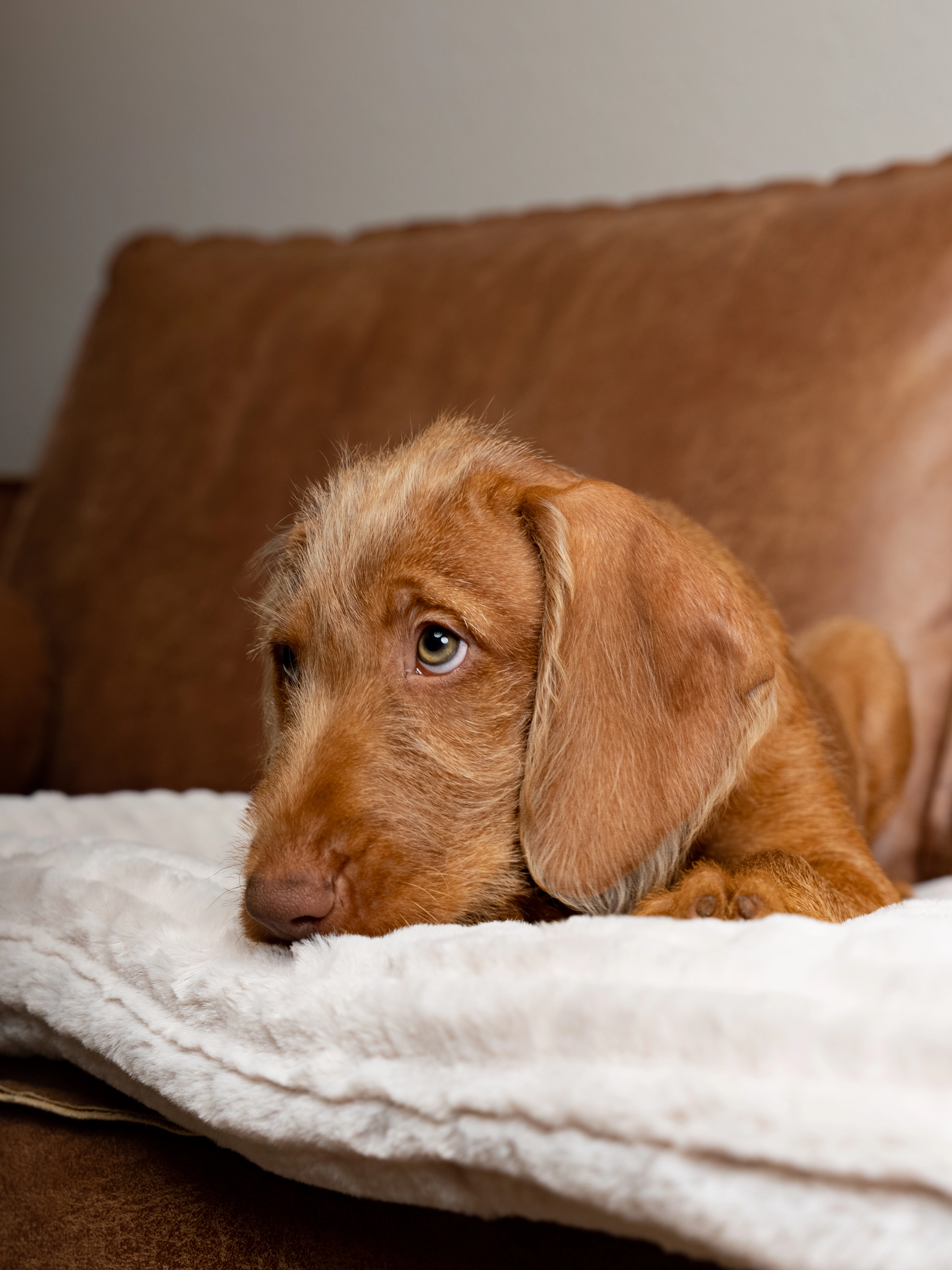 TrendPet Harmony Liegedecke