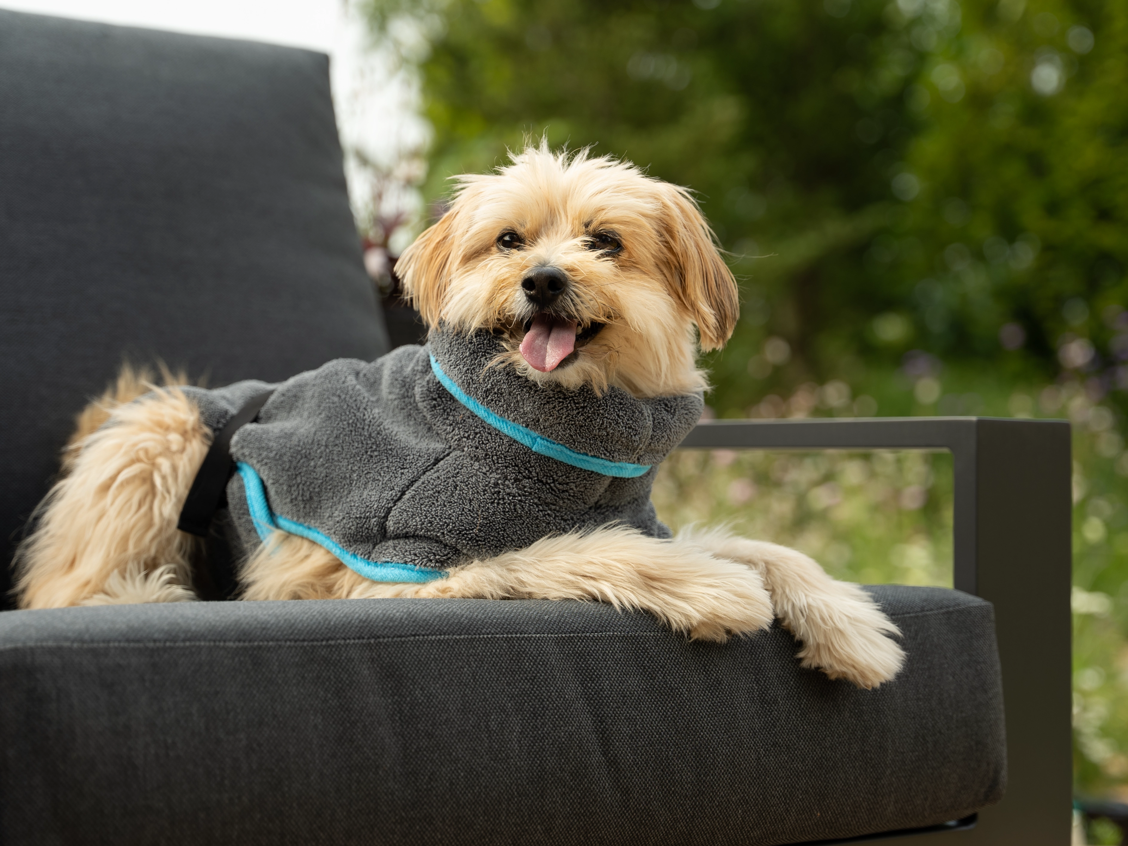 Hund trägt den Bademantel Dampfhund von TrendPet