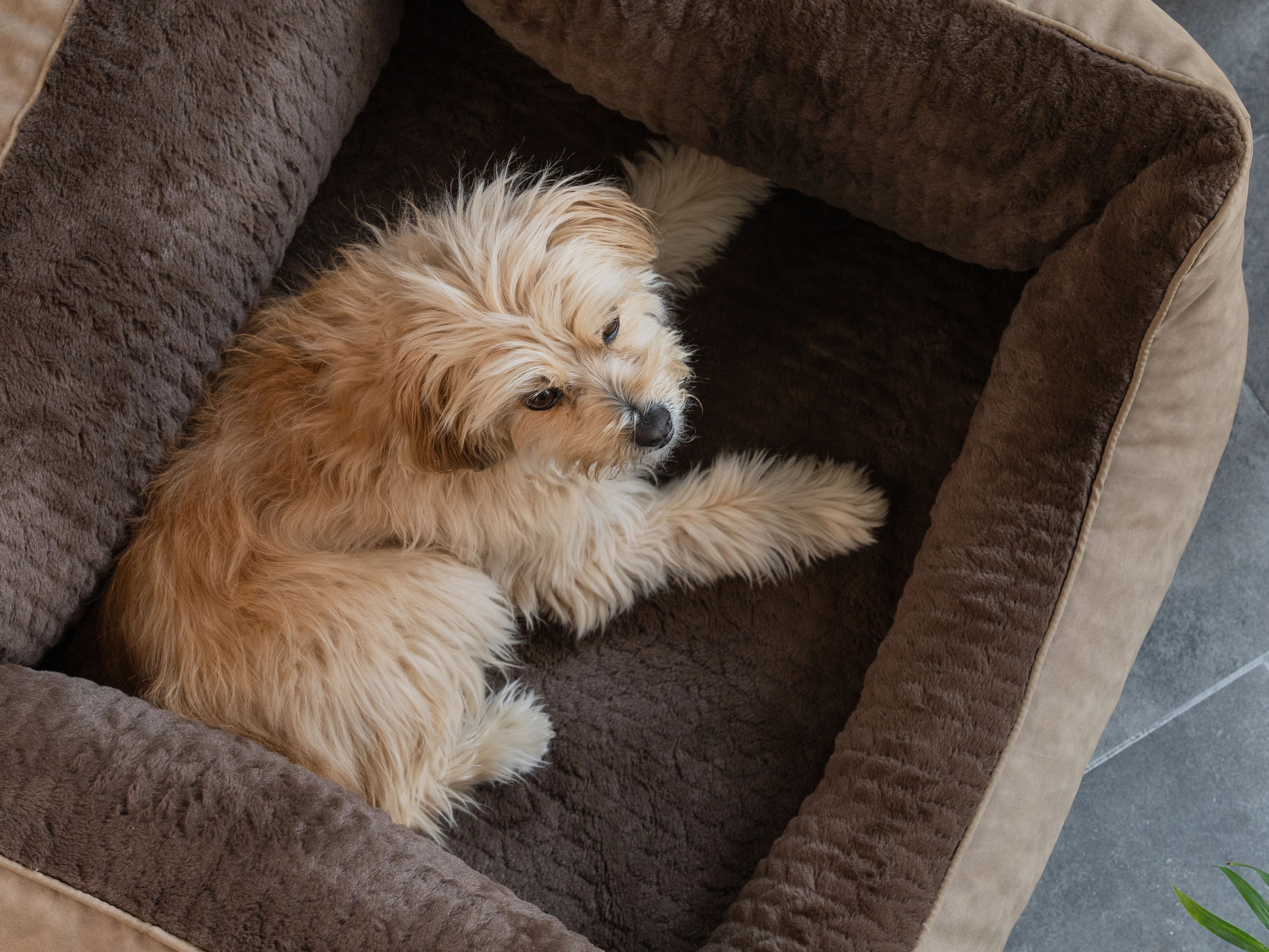 Hundebett VitaBed Style von TrendPet