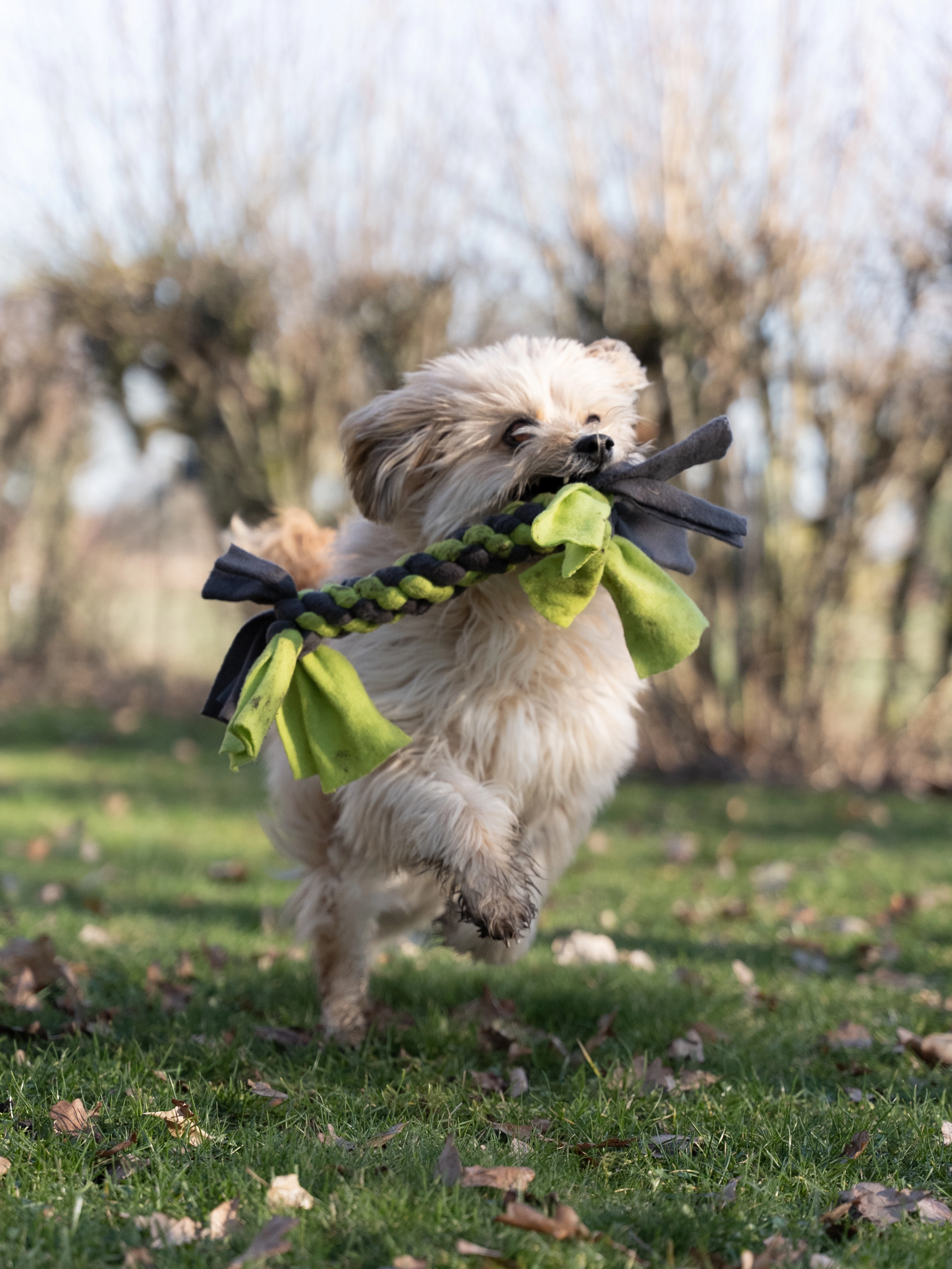 Bringsel Hundespielzeug von TrendPet