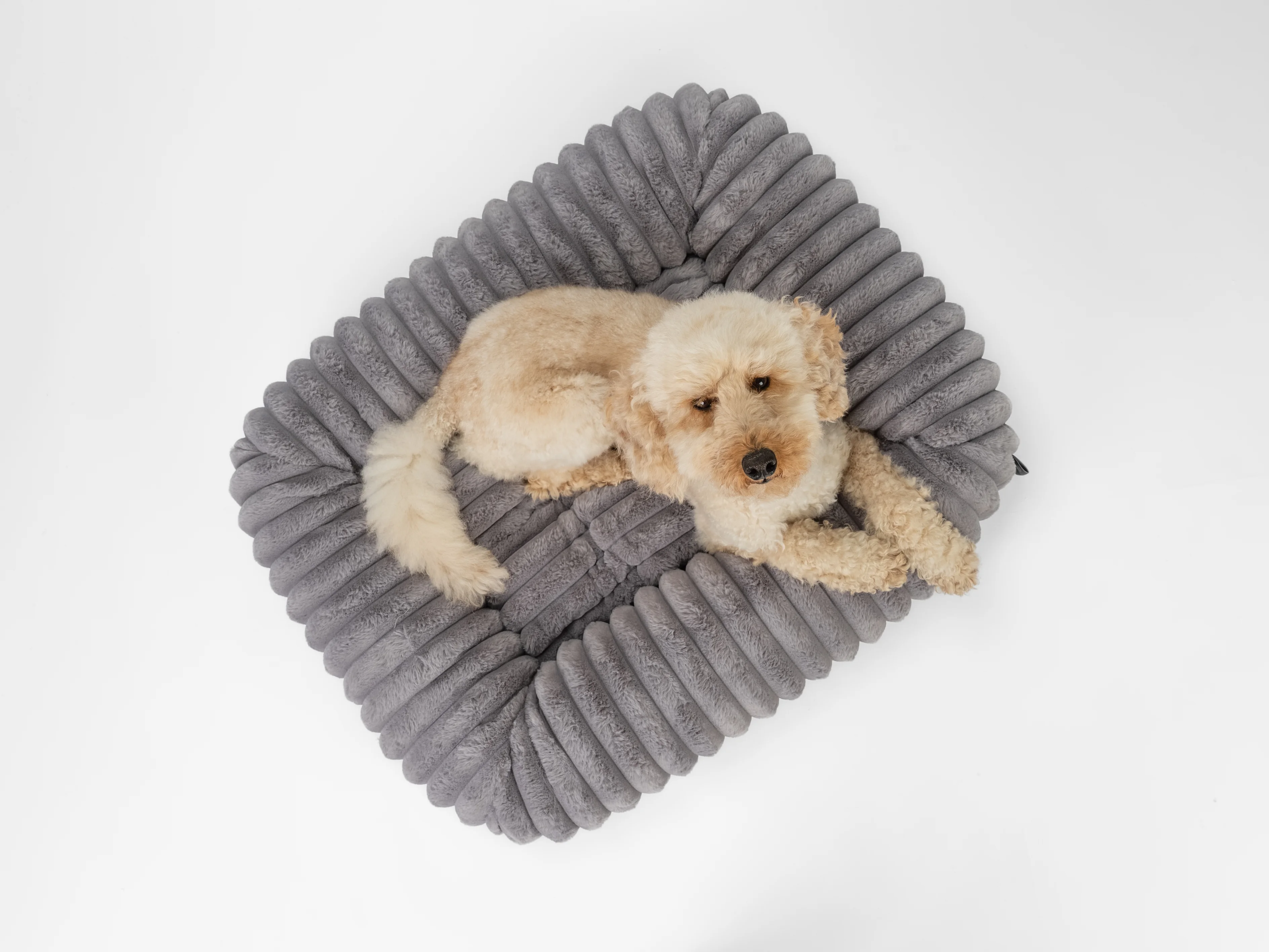 Hund liegt im Biscuit Cube von TrendPet