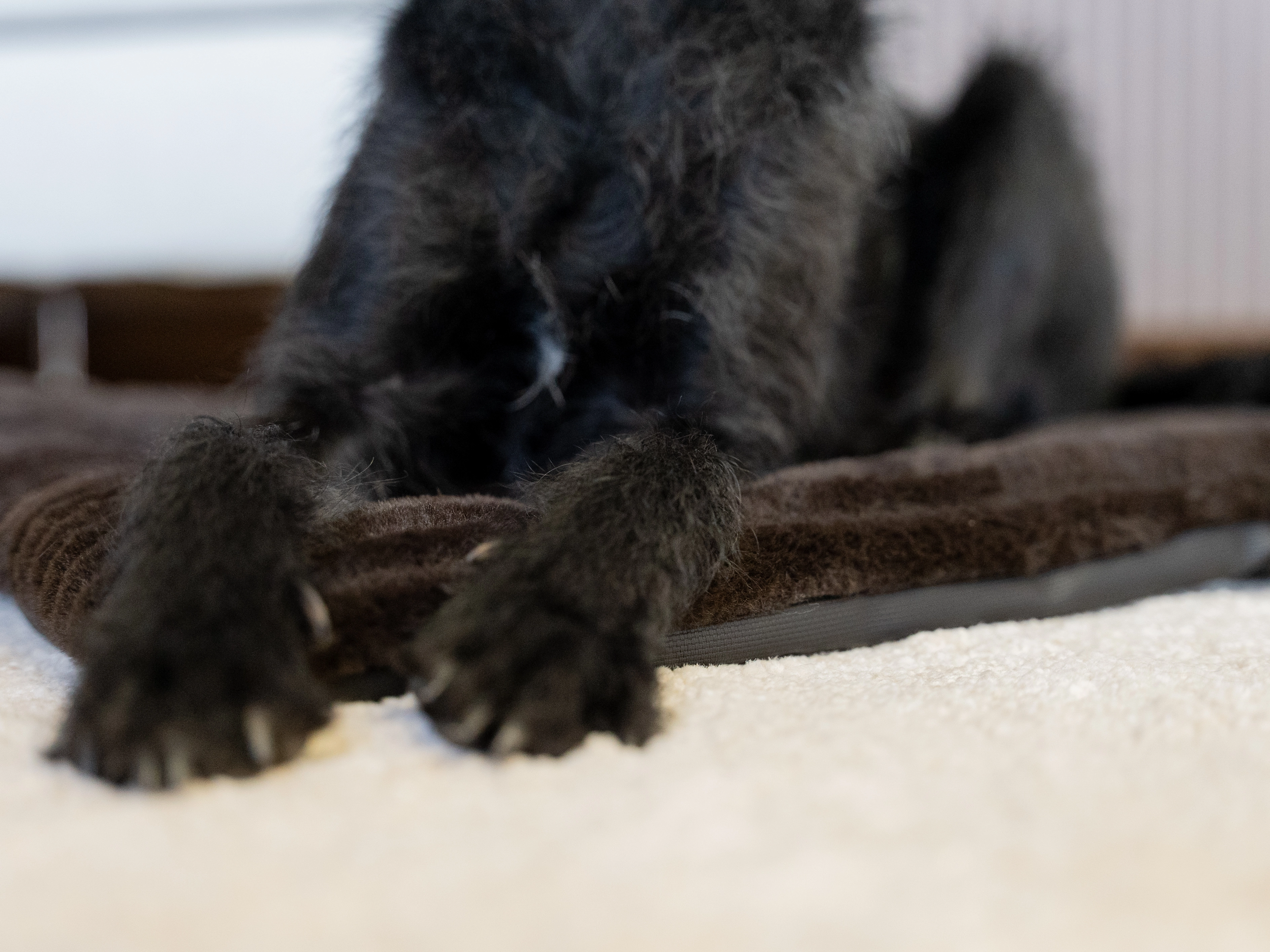 Harmony Flex Liegedecke von TrendPet