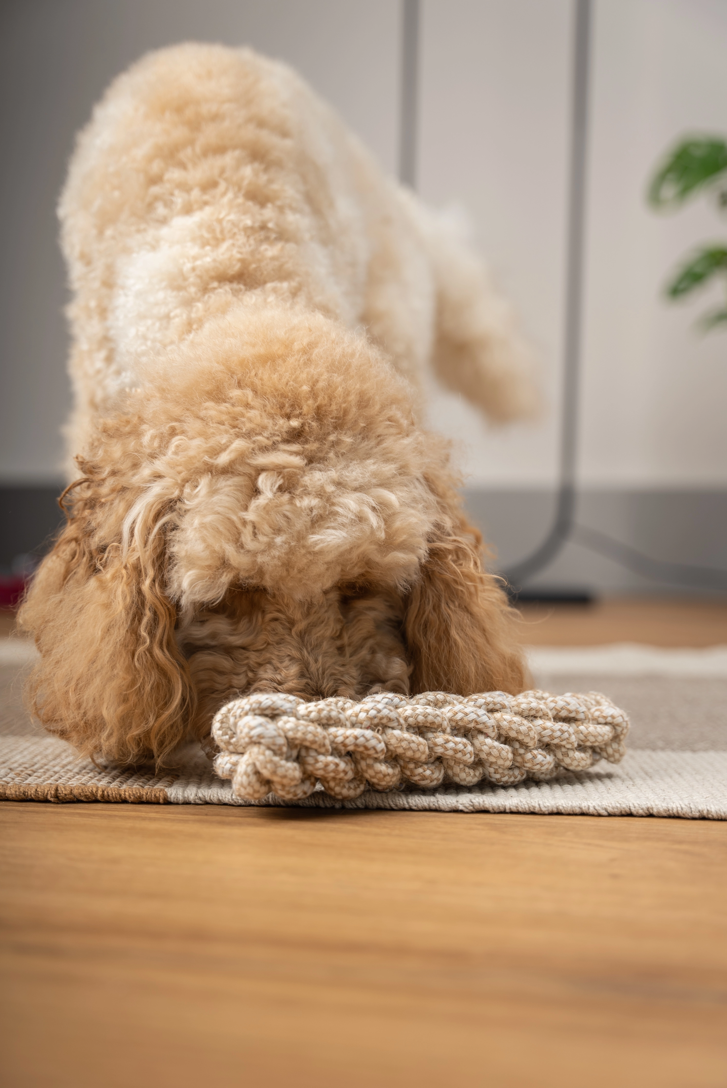 Nature Hundespielzeug von TrendPet
