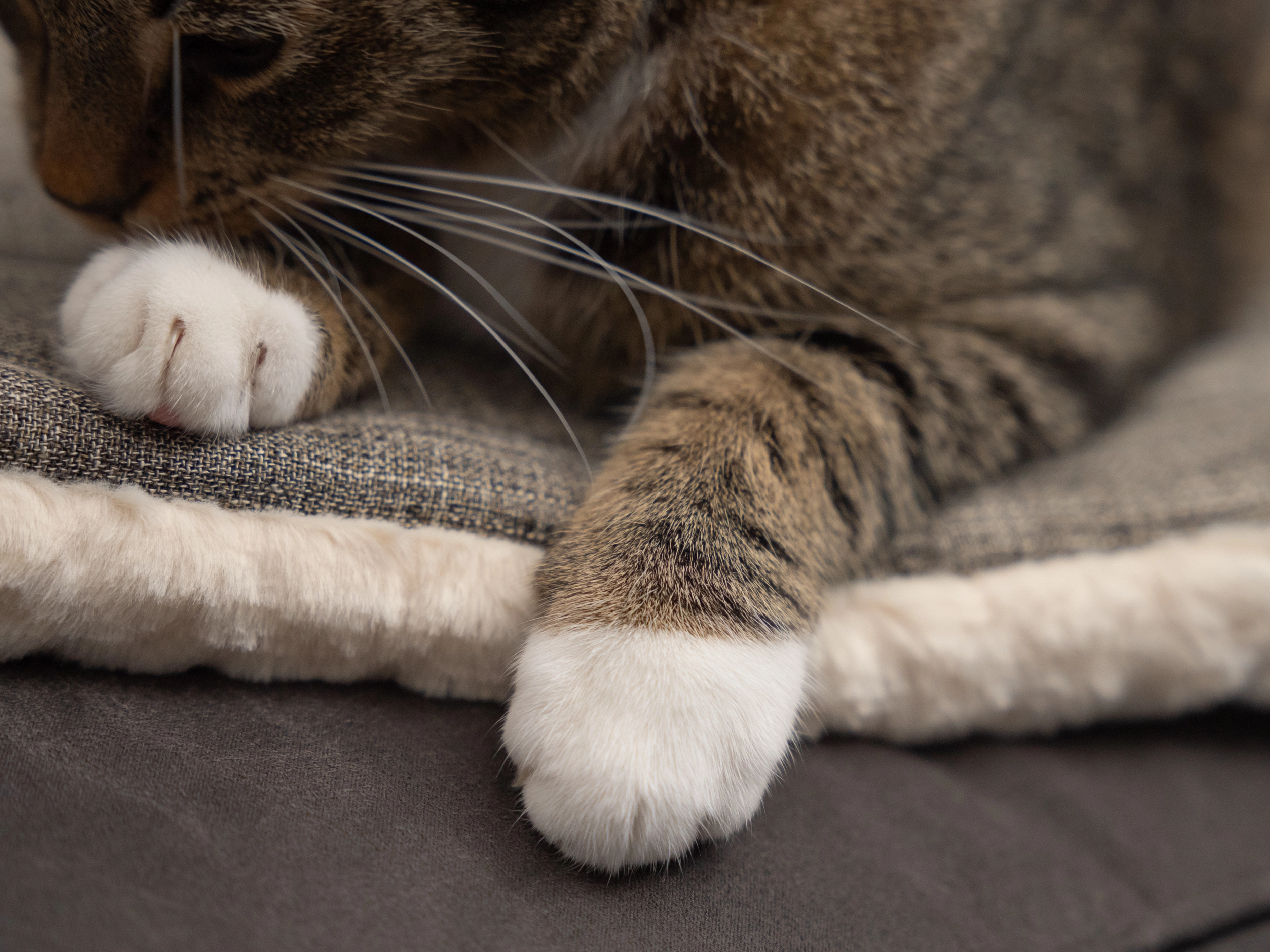 Heaven geposlterte Wendedecke für Hunde und Katzen von TrendPet
