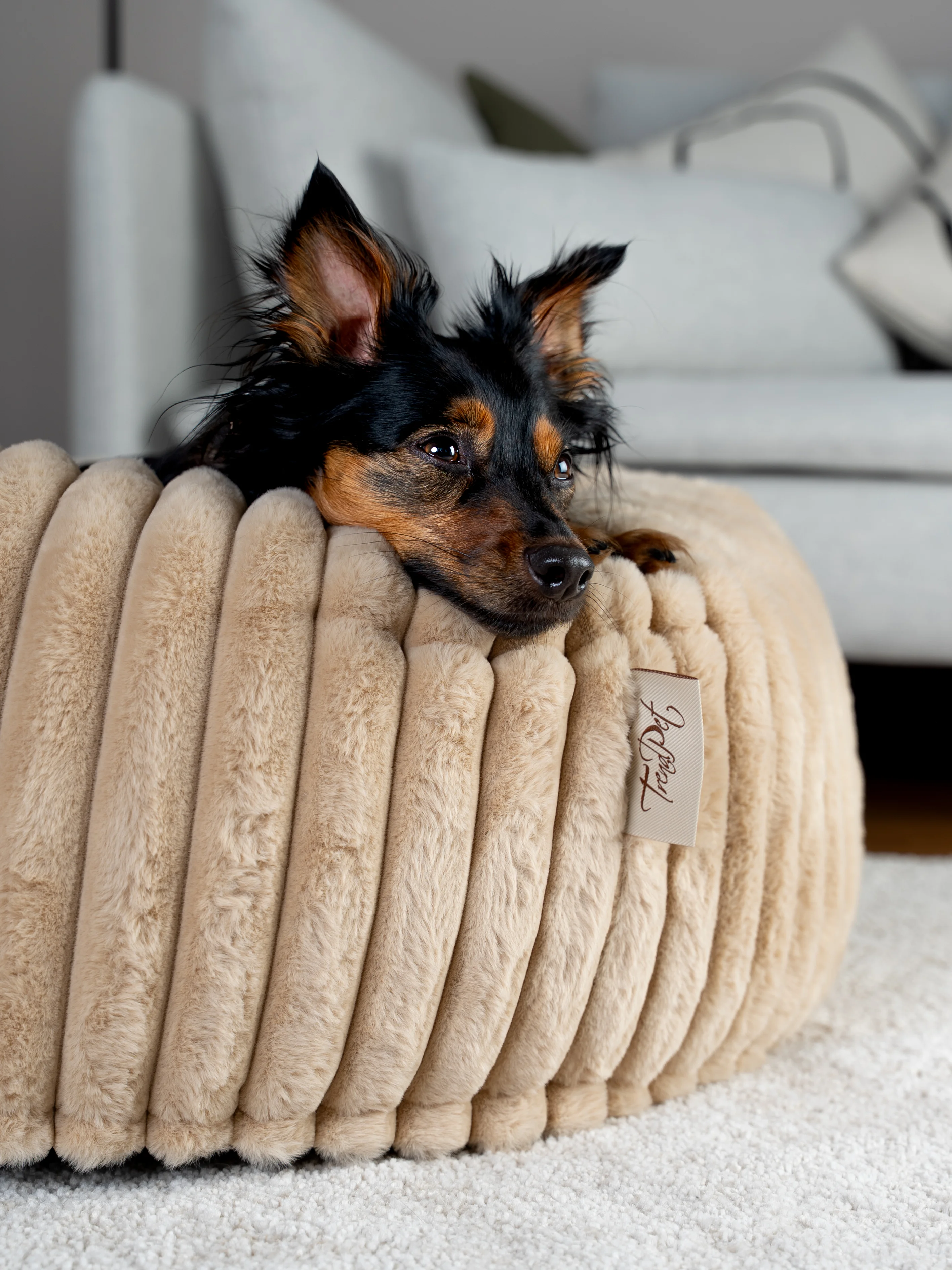 Biscuit Spot von TrendPet