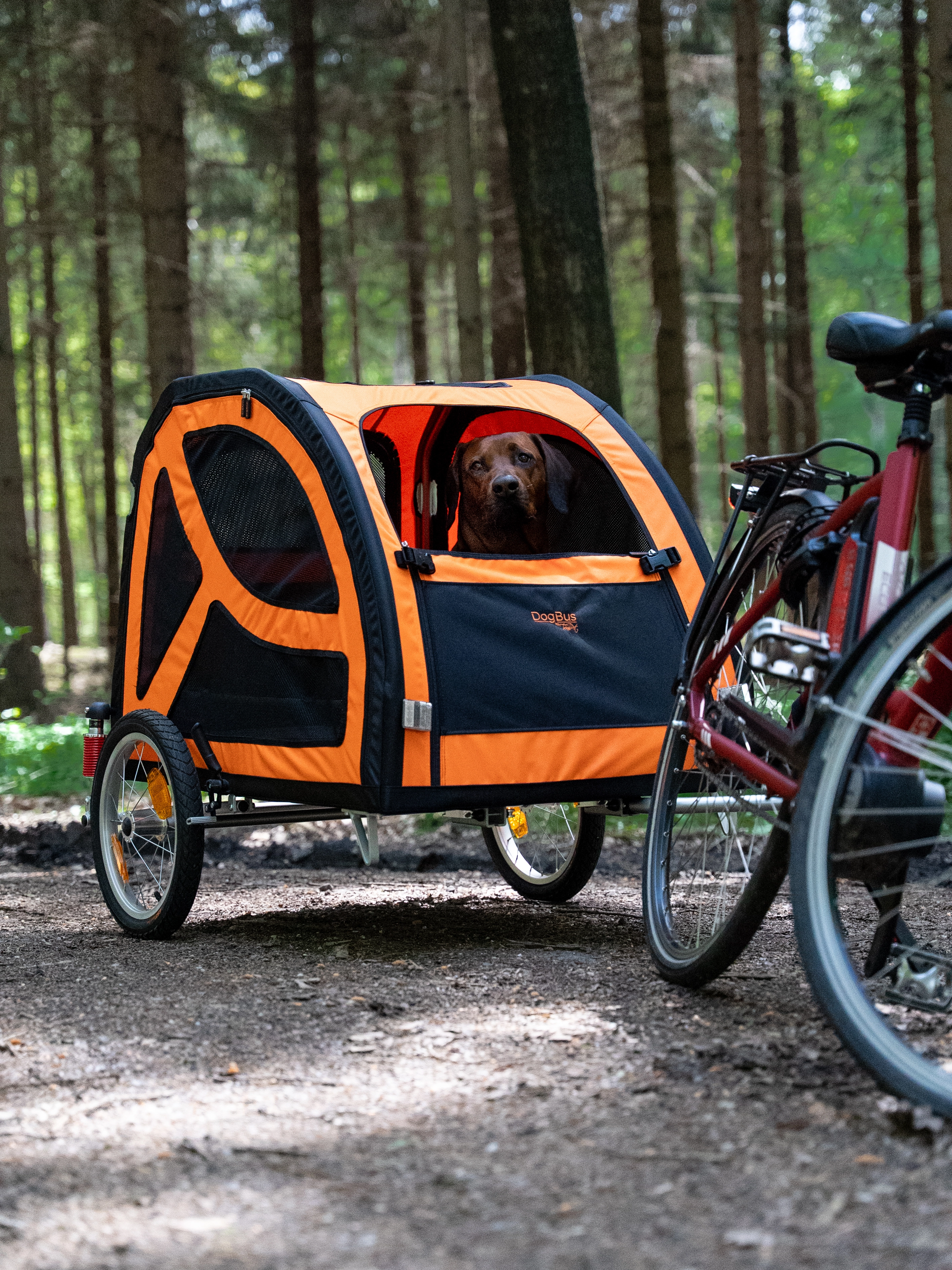 auf einem Waldweg steht ein Fahrrad mit dem DogBus Anhänger angekuppelt, aus der halboffenen Frontöffnung des Anhängers guckt ein Hund raus