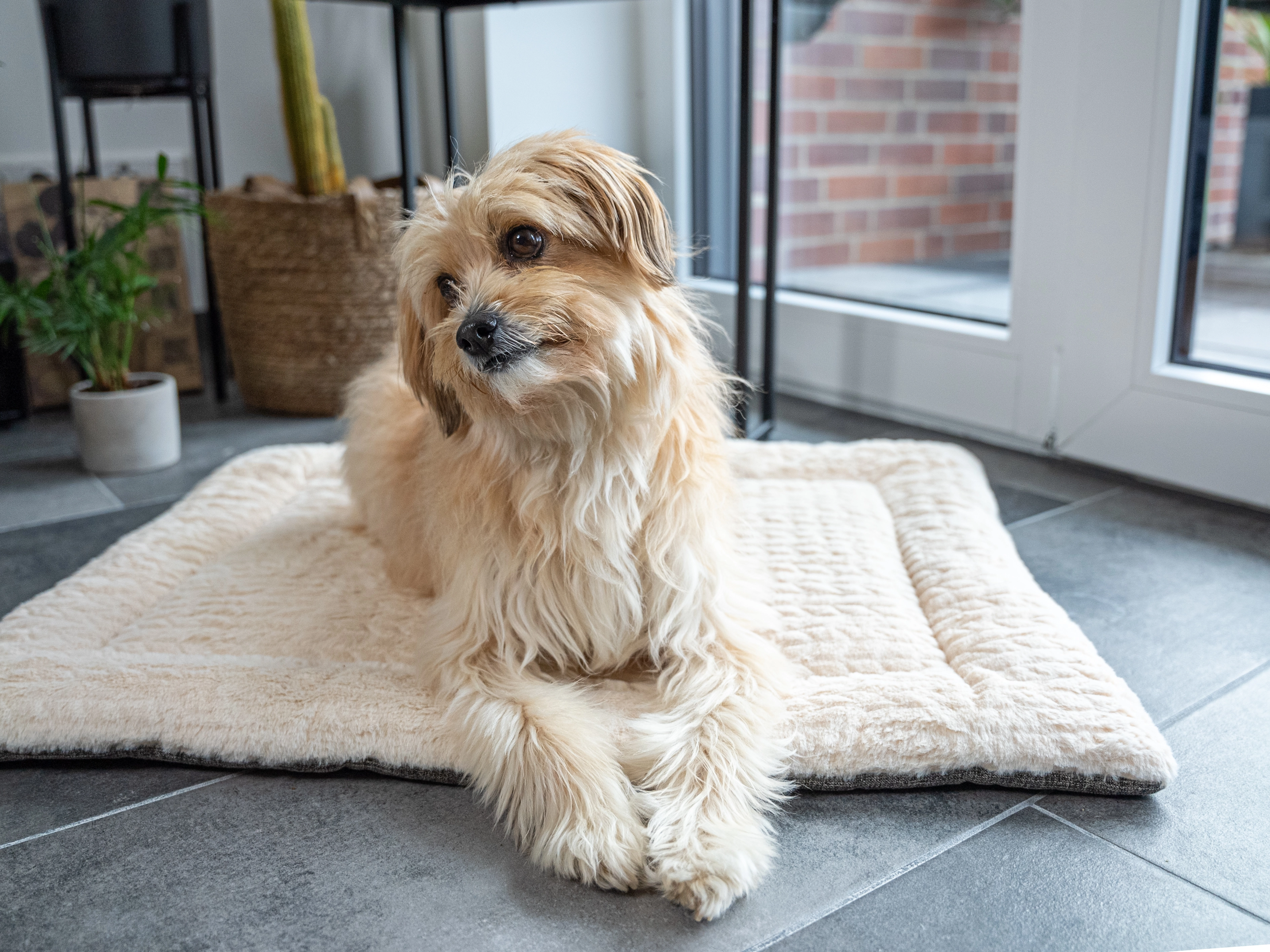 Heaven geposlterte Wendedecke für Hunde und Katzen von TrendPet