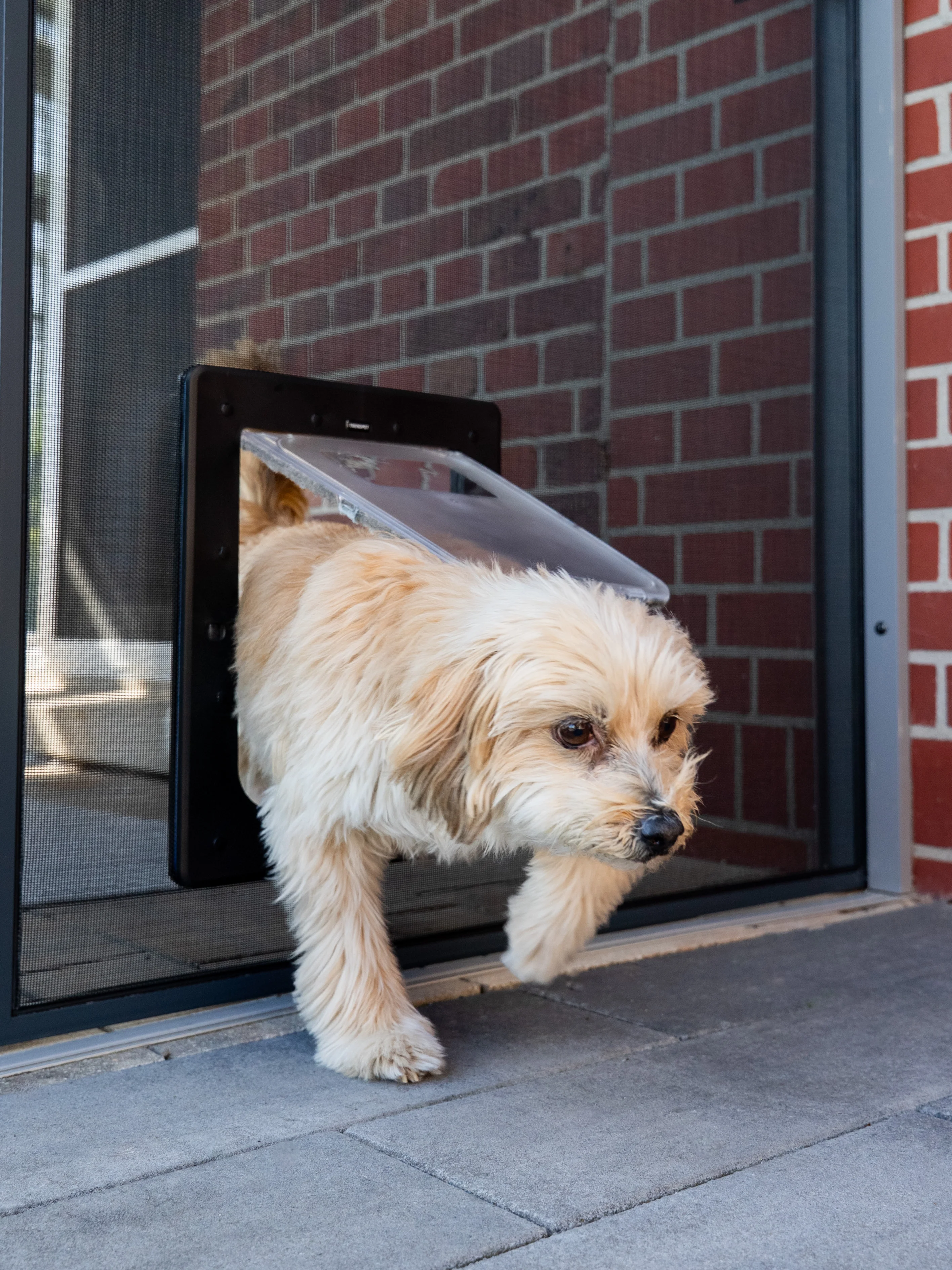 TF6 Hundeklappe / Katzenklappe