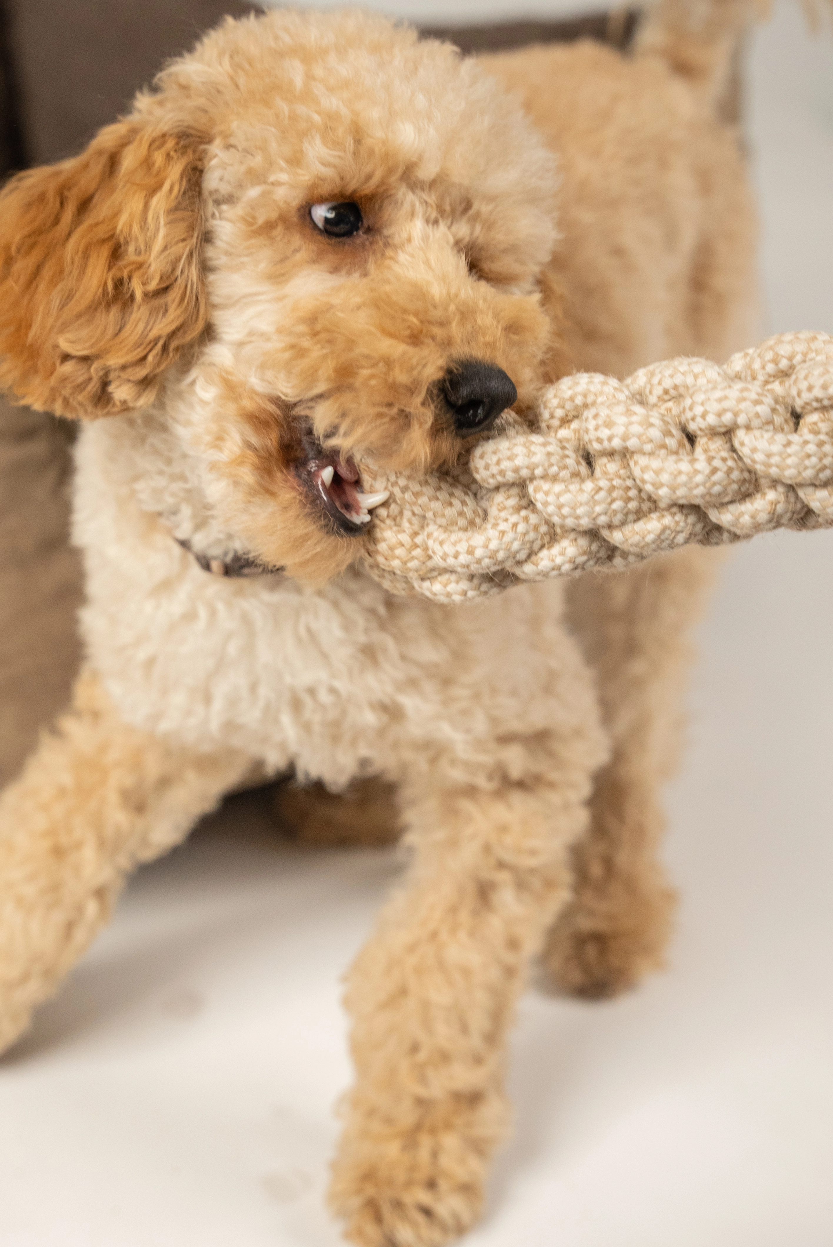 Nature Hundespielzeug von TrendPet