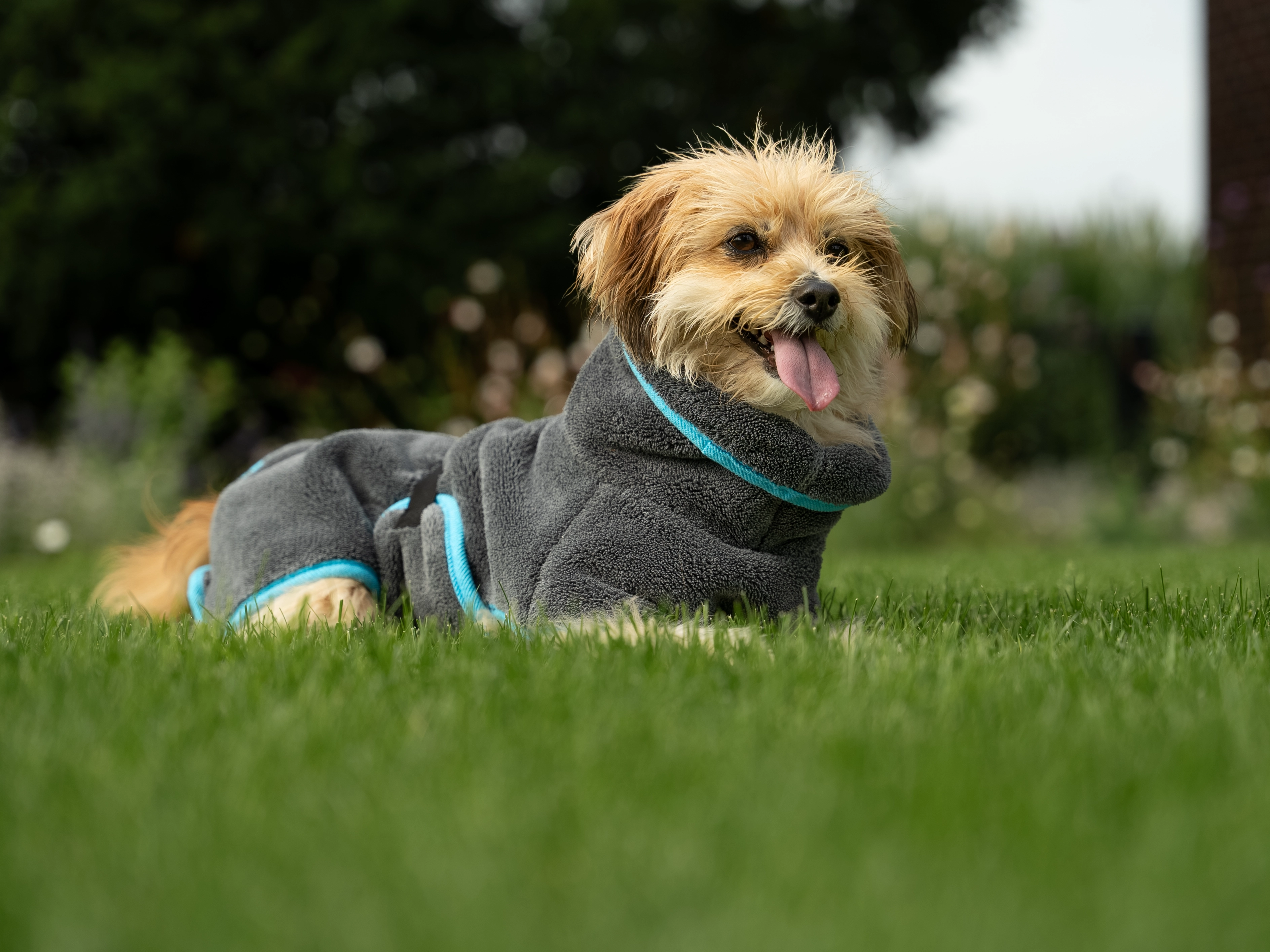 Hund trägt den Bademantel Dampfhund von TrendPet