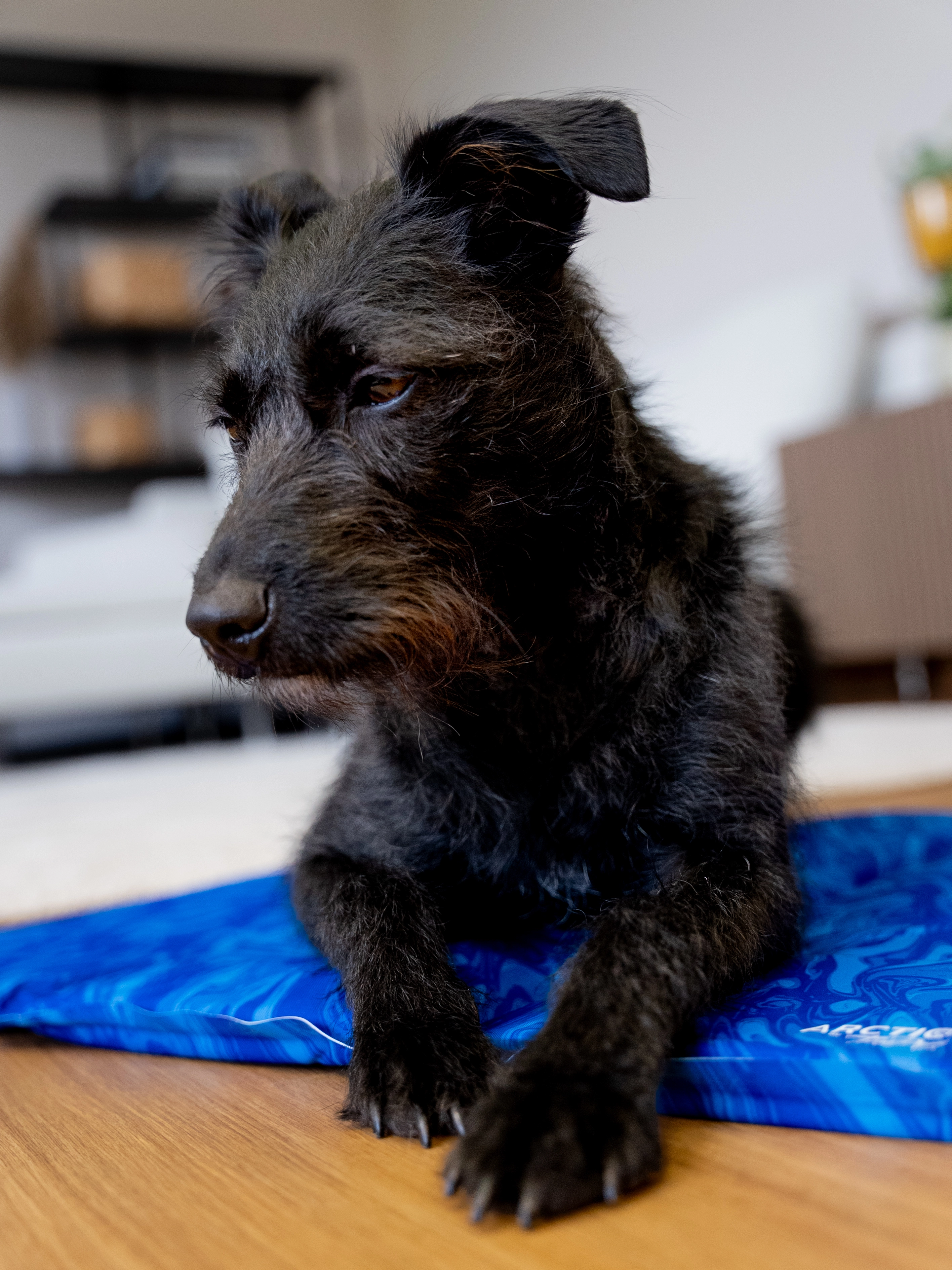 Arctic Comfort Kuehlmatte von TrendPet