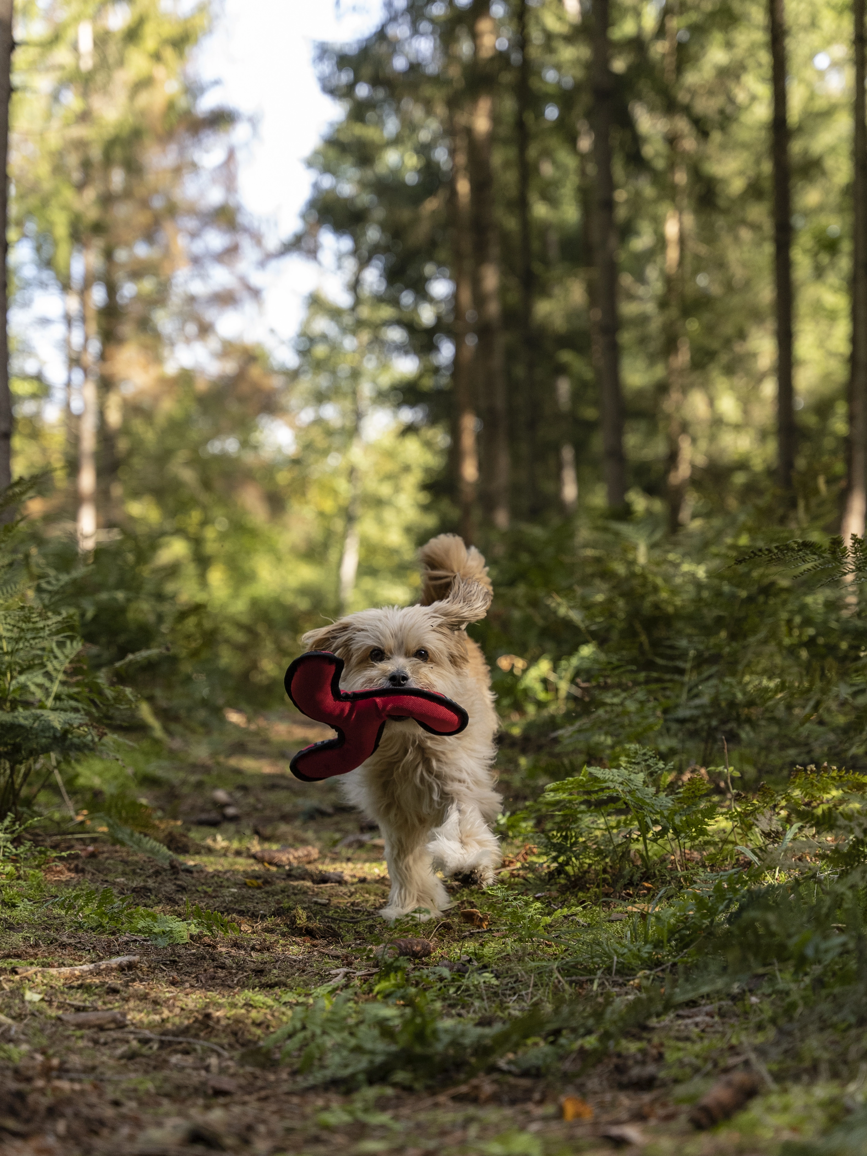 Flystar von TrendPet