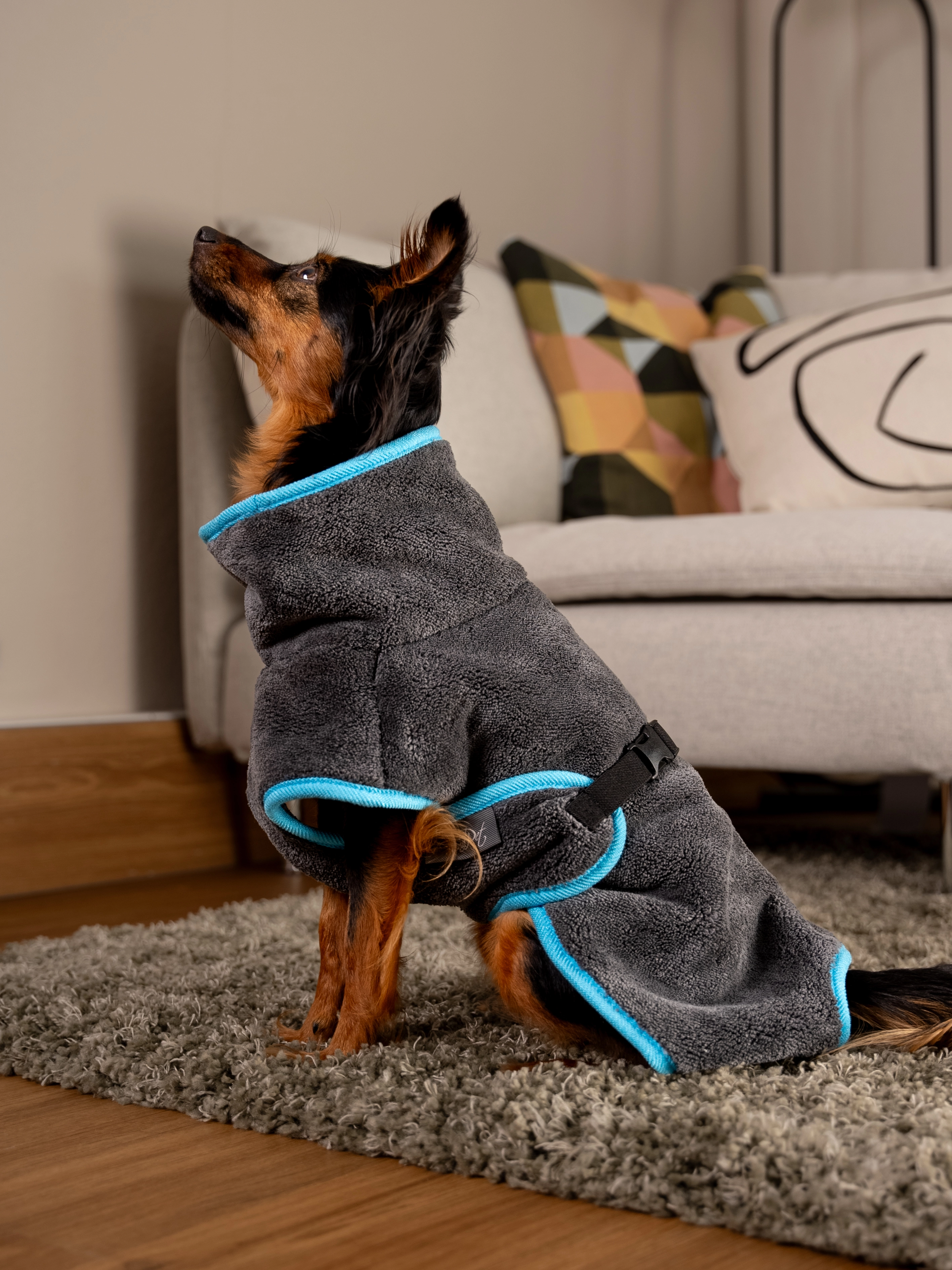 Hund trägt den Bademantel Dampfhund von TrendPet