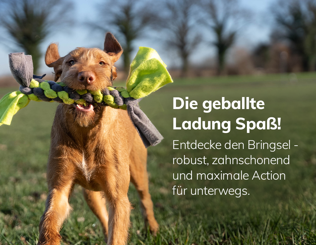Bringsel Hundespielzeug von TrendPet