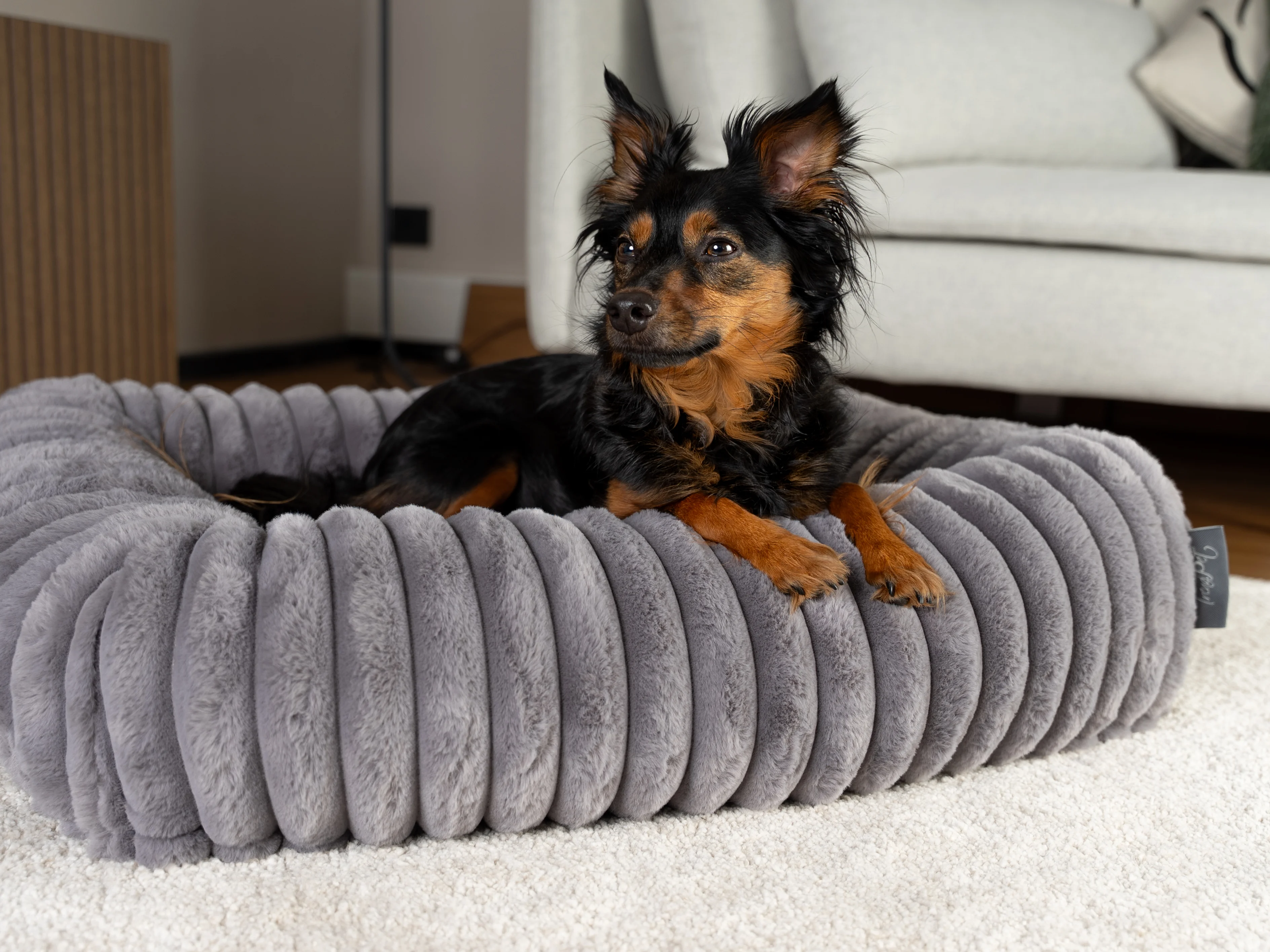 Hund liegt im Biscuit Cube von TrendPet