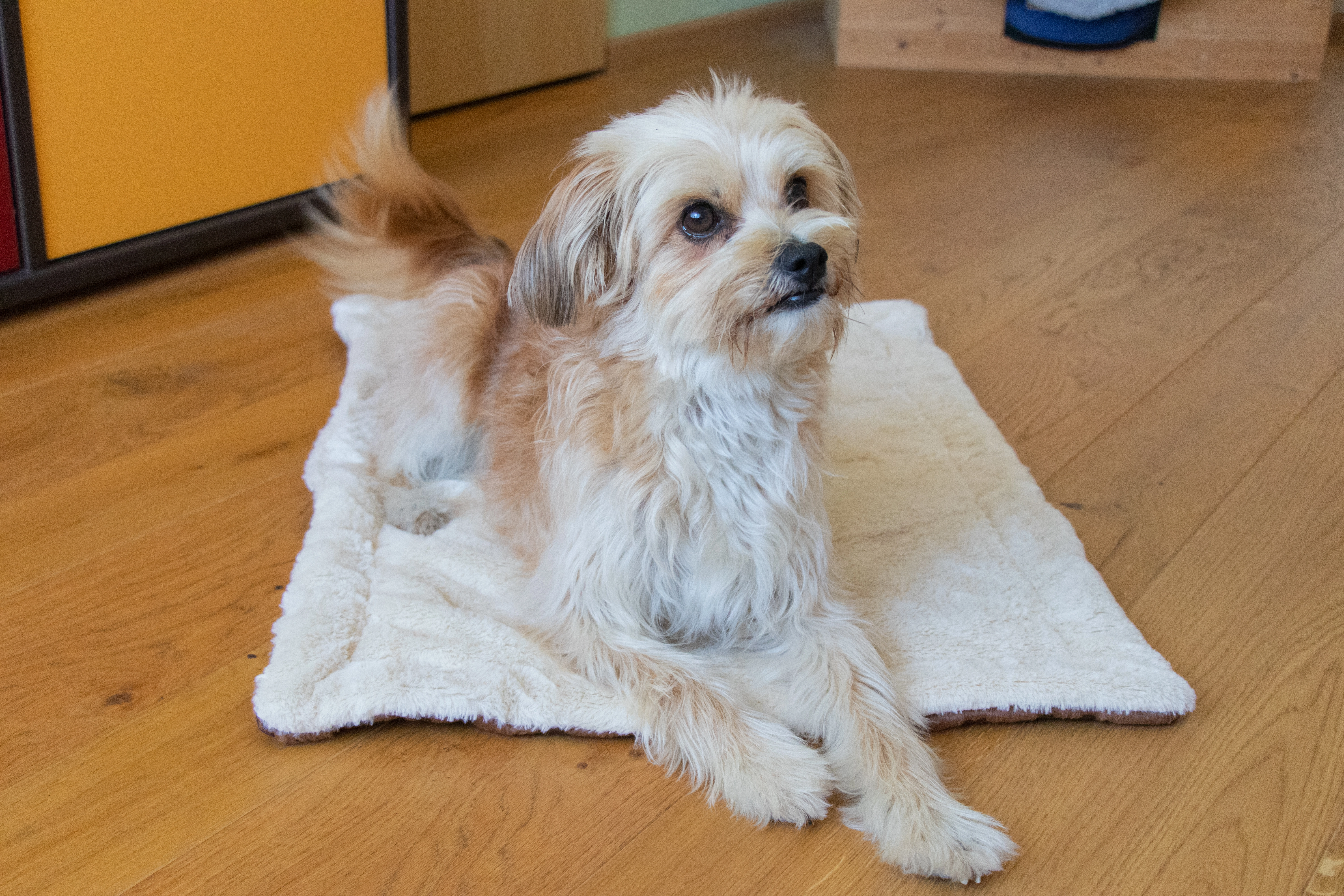 Relaxdecke von TrendPet fuer Hunde