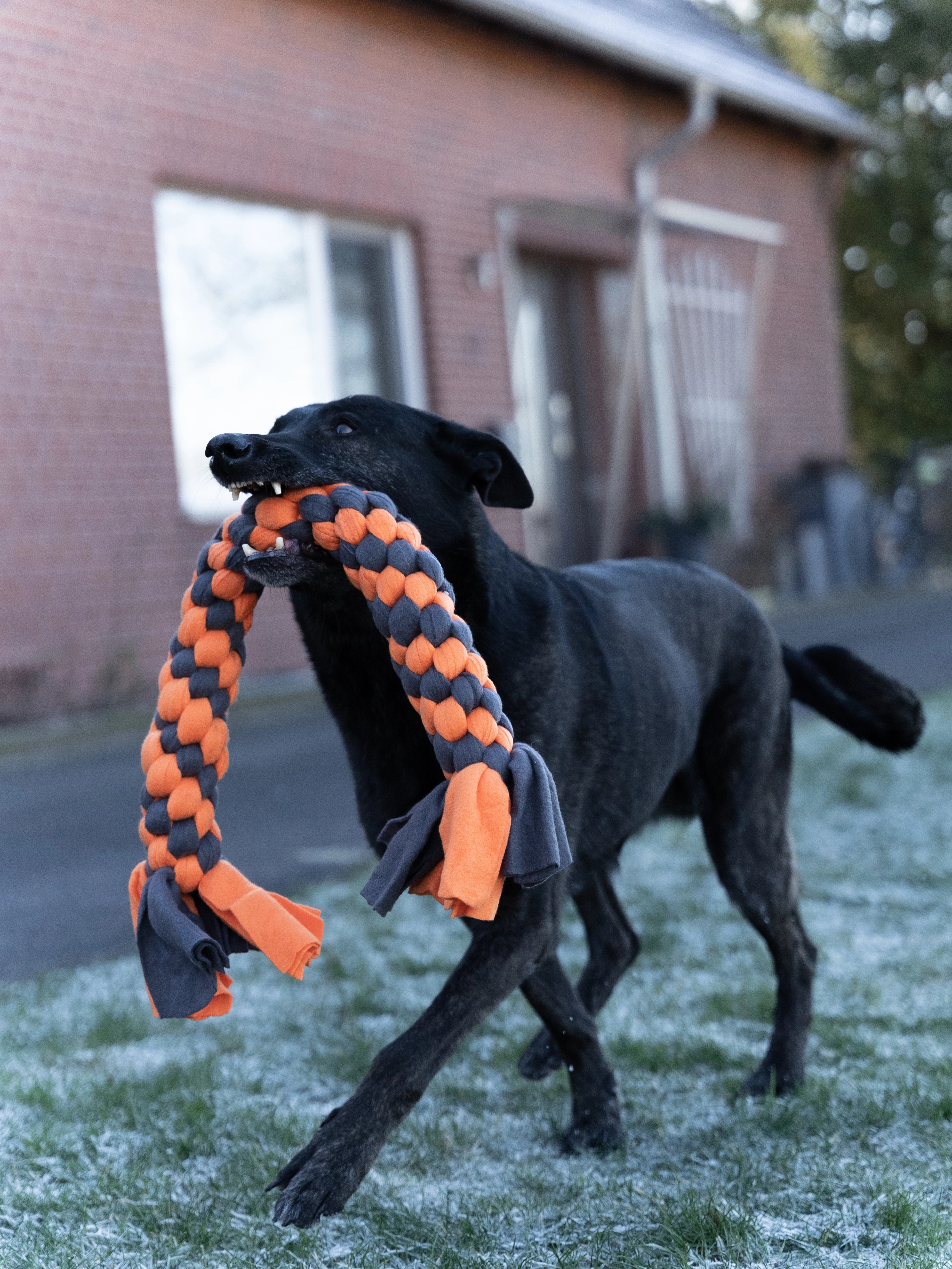 Zergel Hundespielzeug von TrendPet