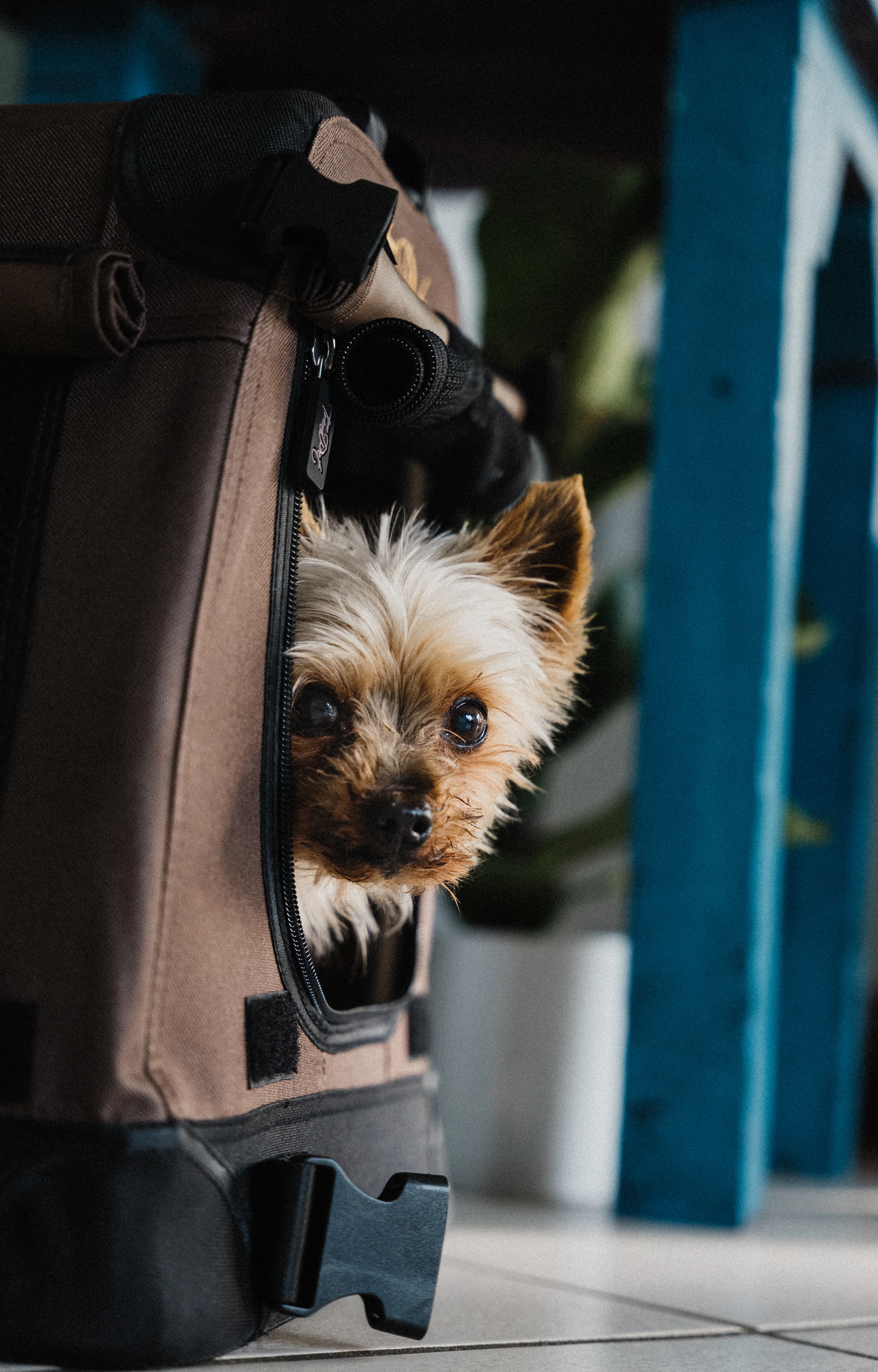 TPX-Hundebox von TrendPet
