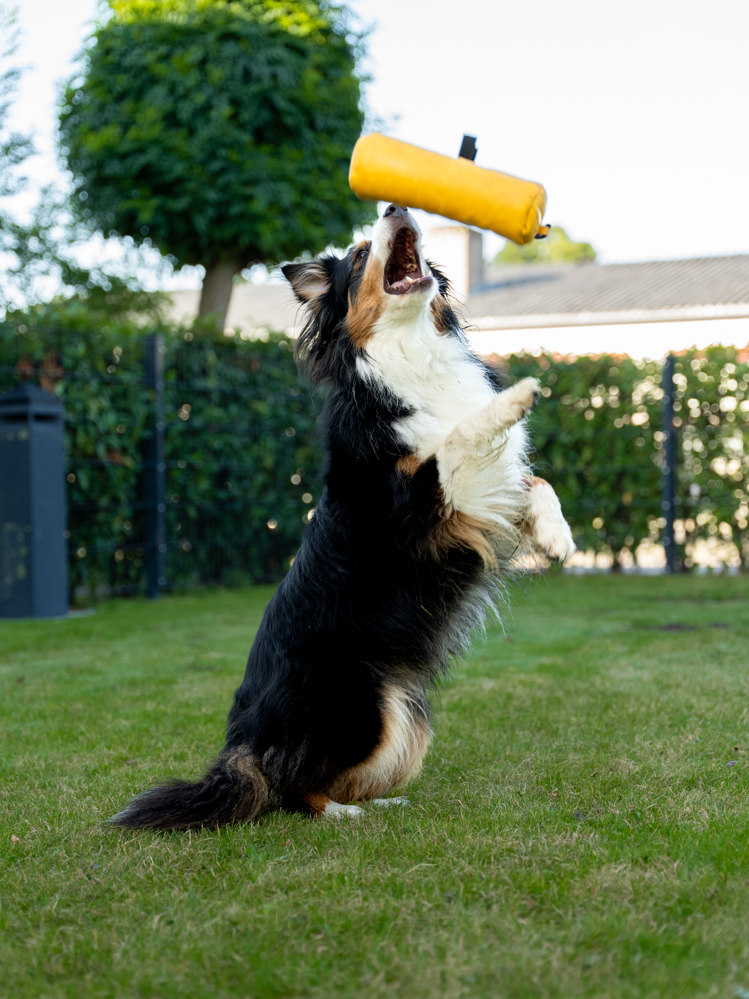 Futterdummy Kurt von TrendPet