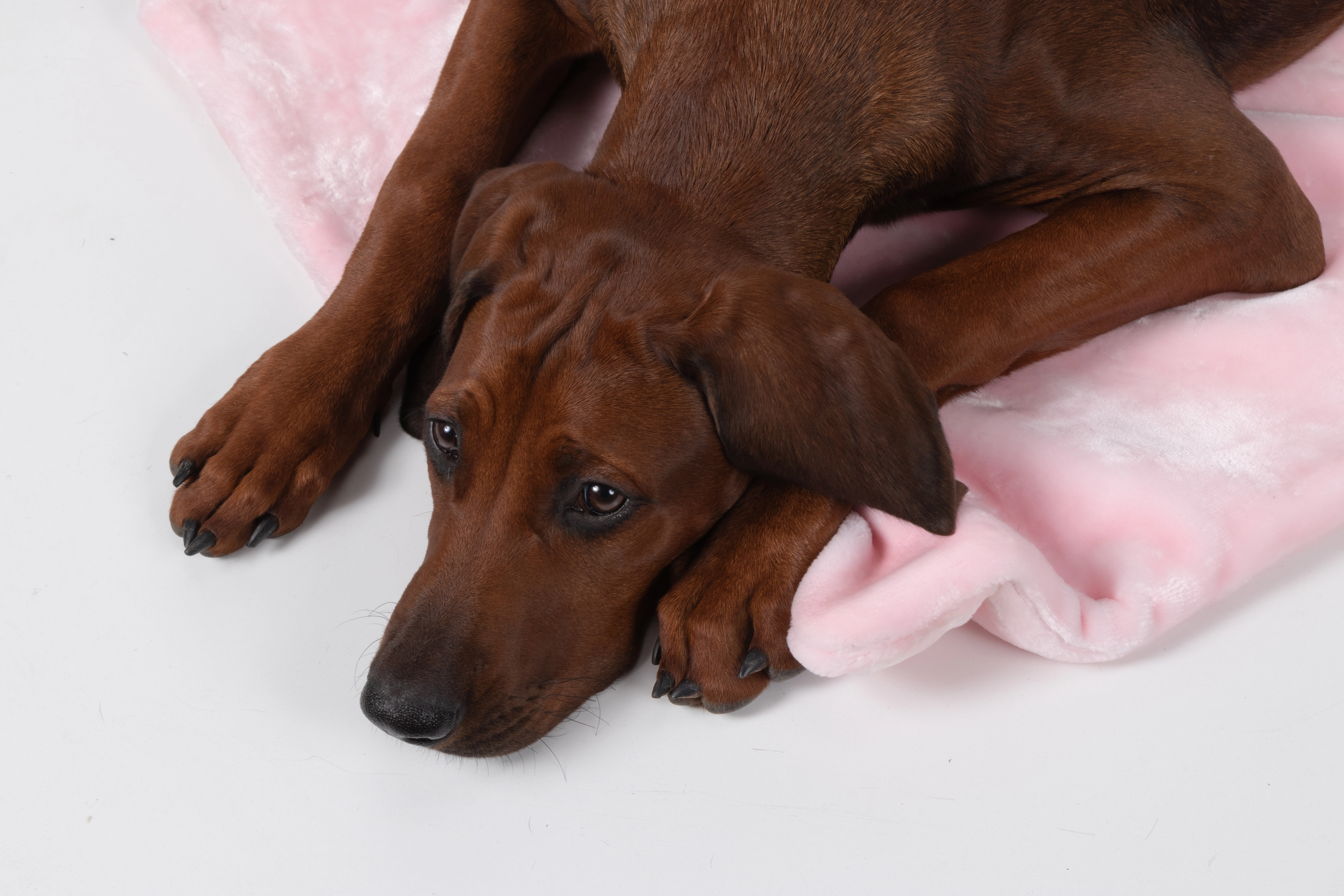 Coco Kuscheldecke von TrendPet