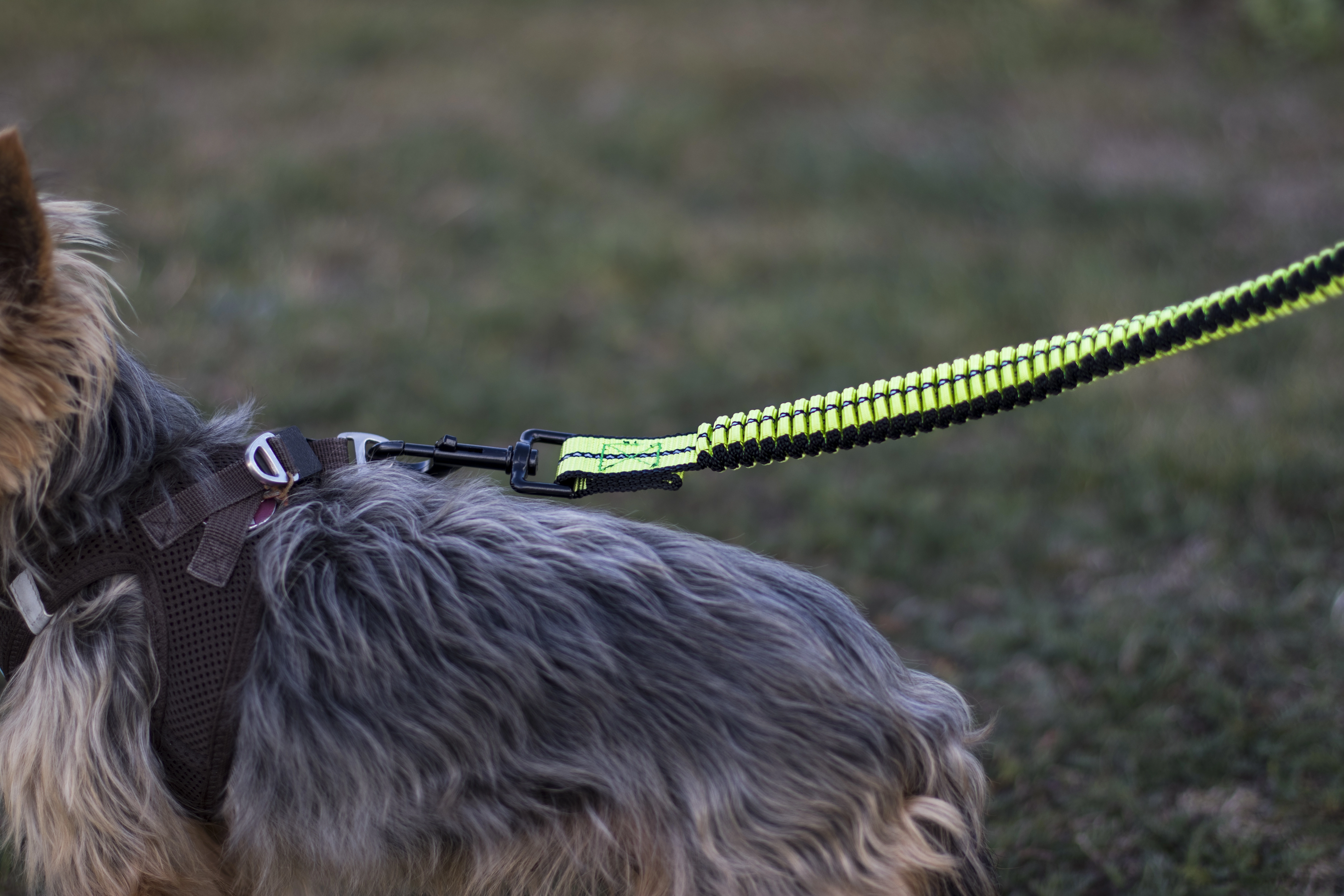 Cascado Hundeleine von TrendPet