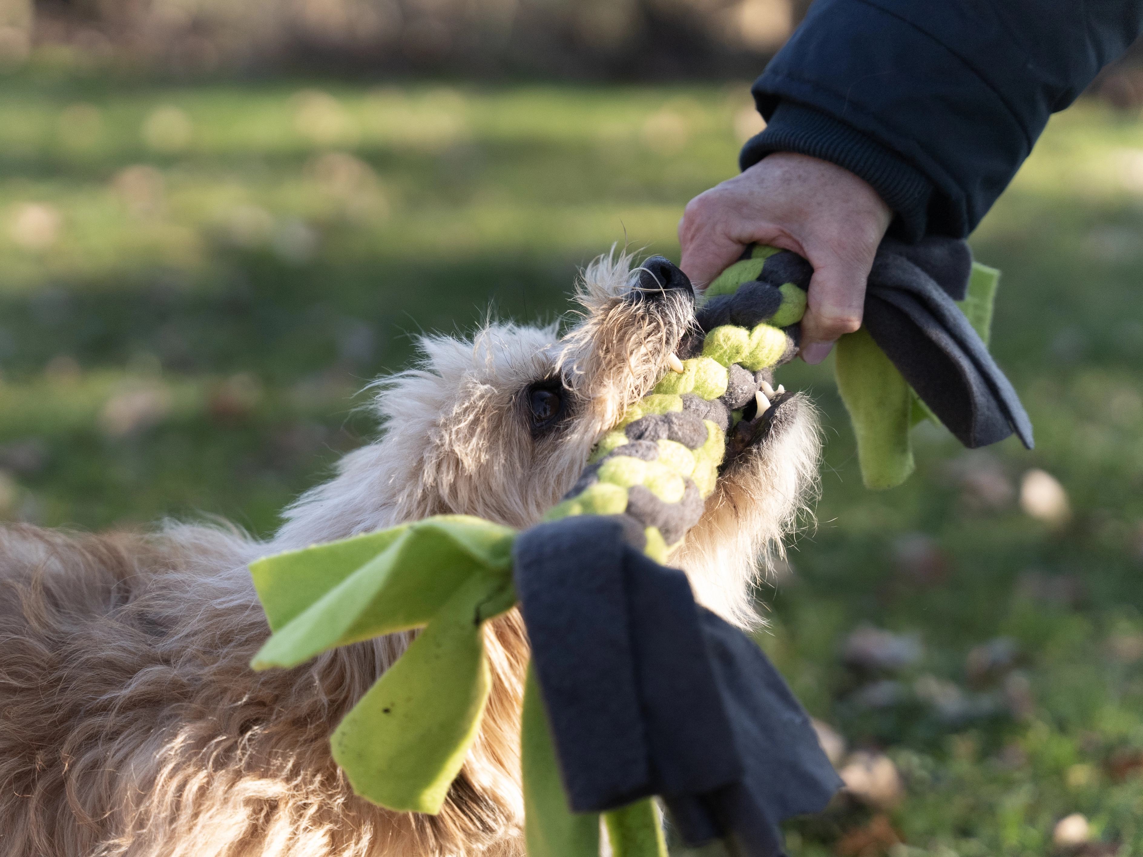 Bringsel Hundespielzeug von TrendPet