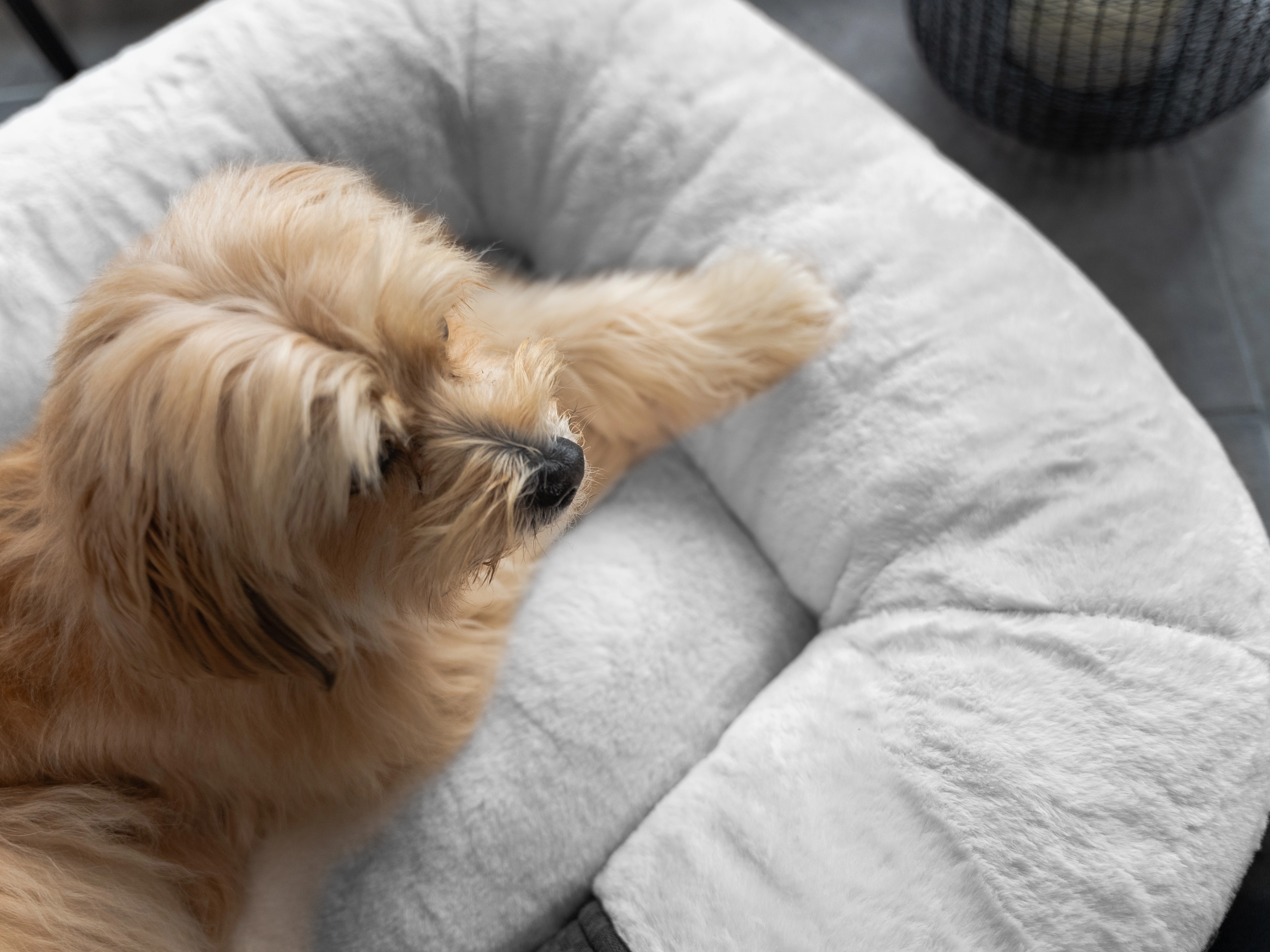 LunaLounge von TrendPet