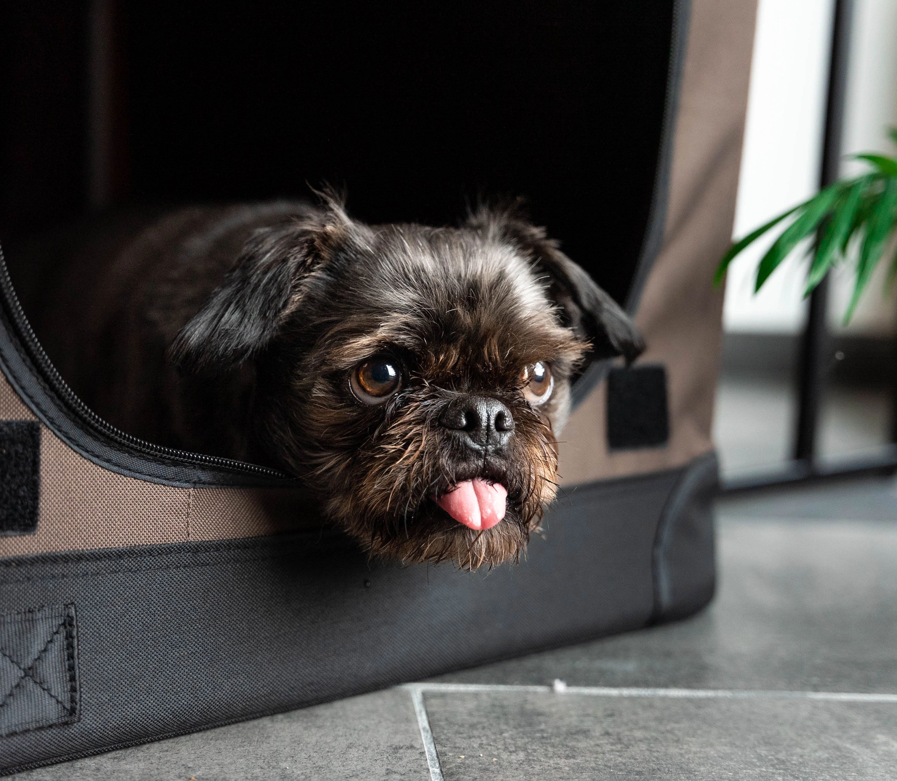 TPX-Hundebox von TrendPet