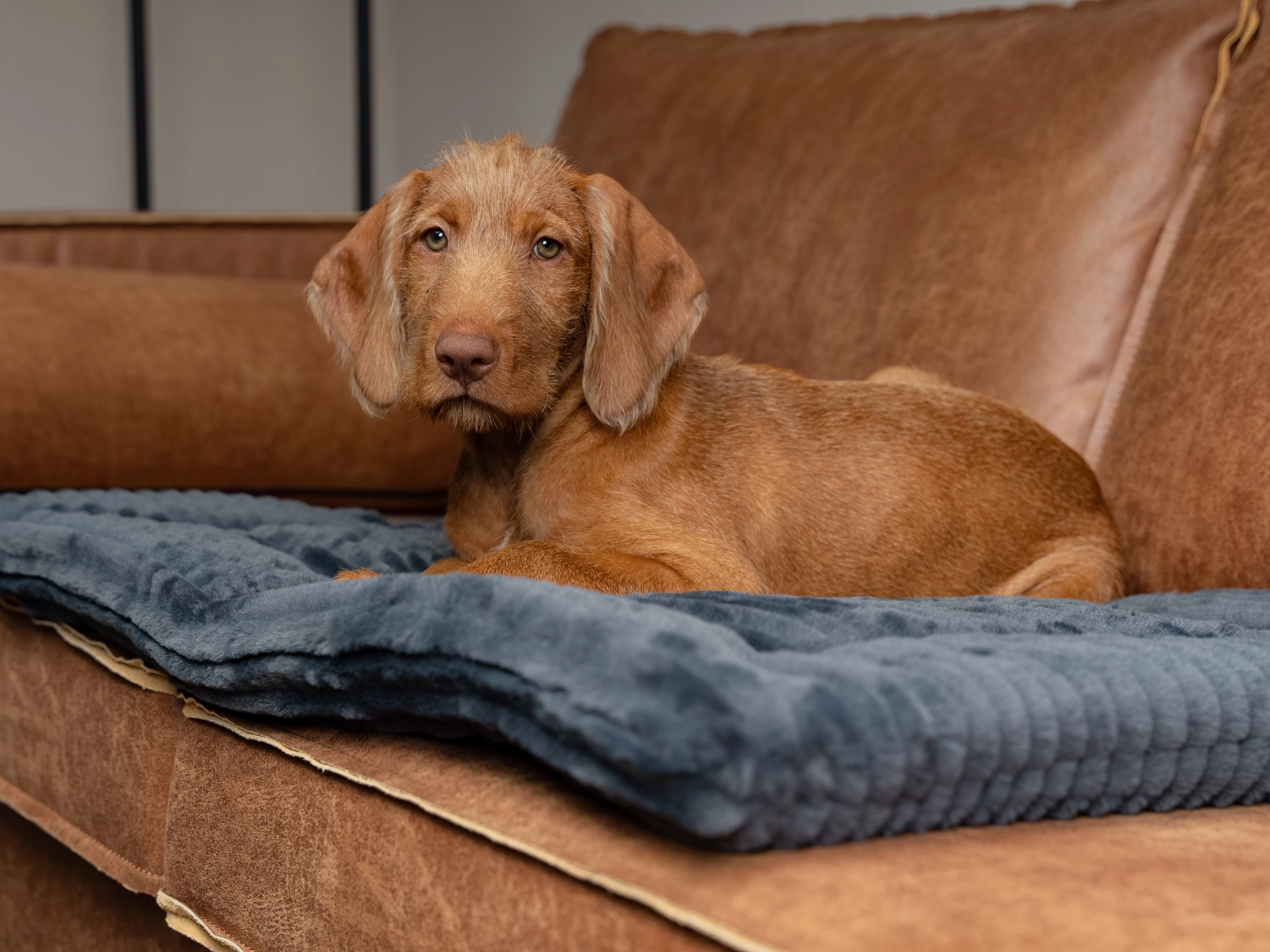 TrendPet Harmony Liegedecke