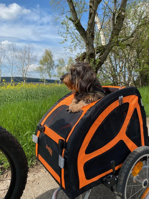 DogBus S
