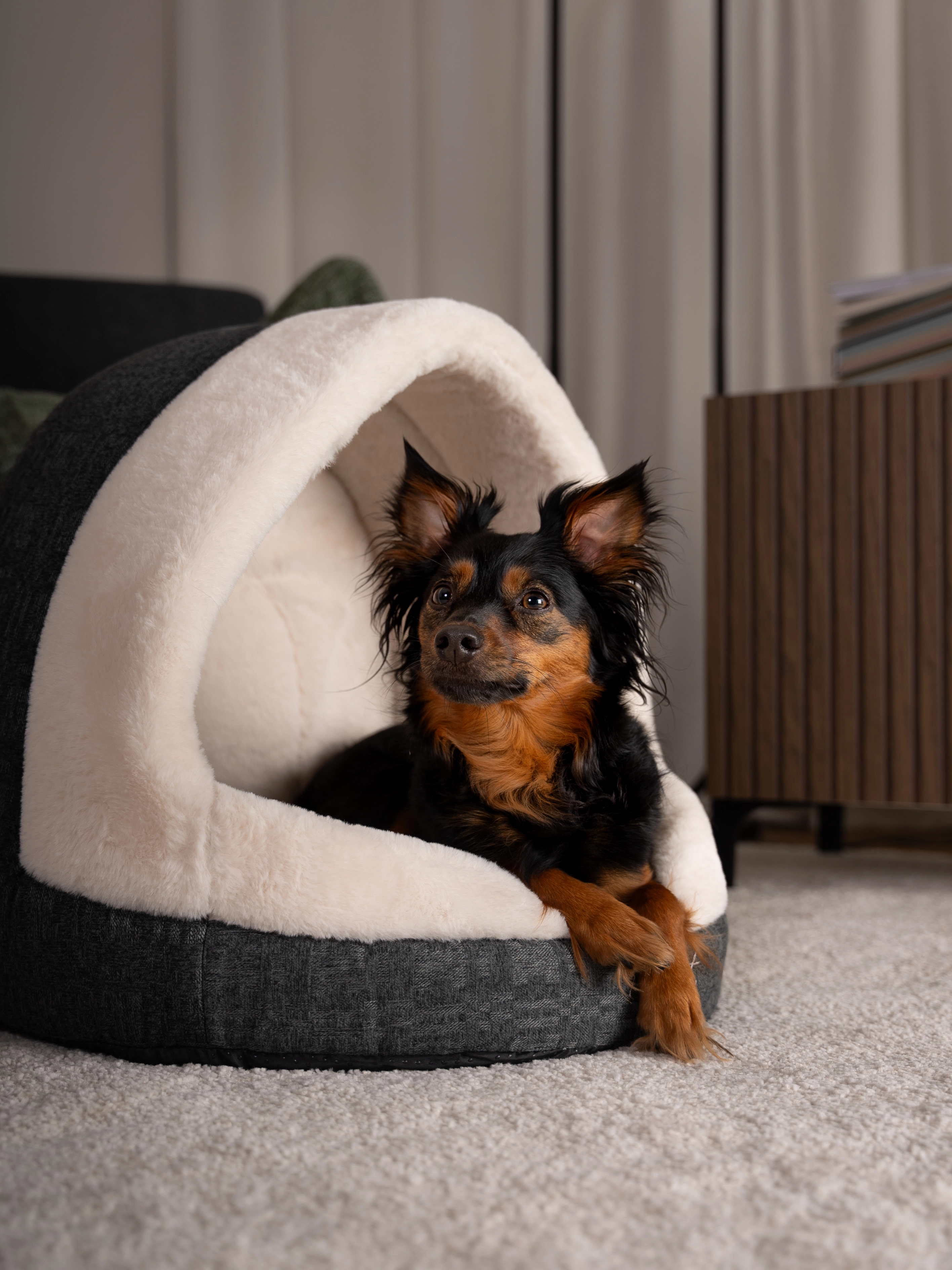 Hund liegt in der LunaHome