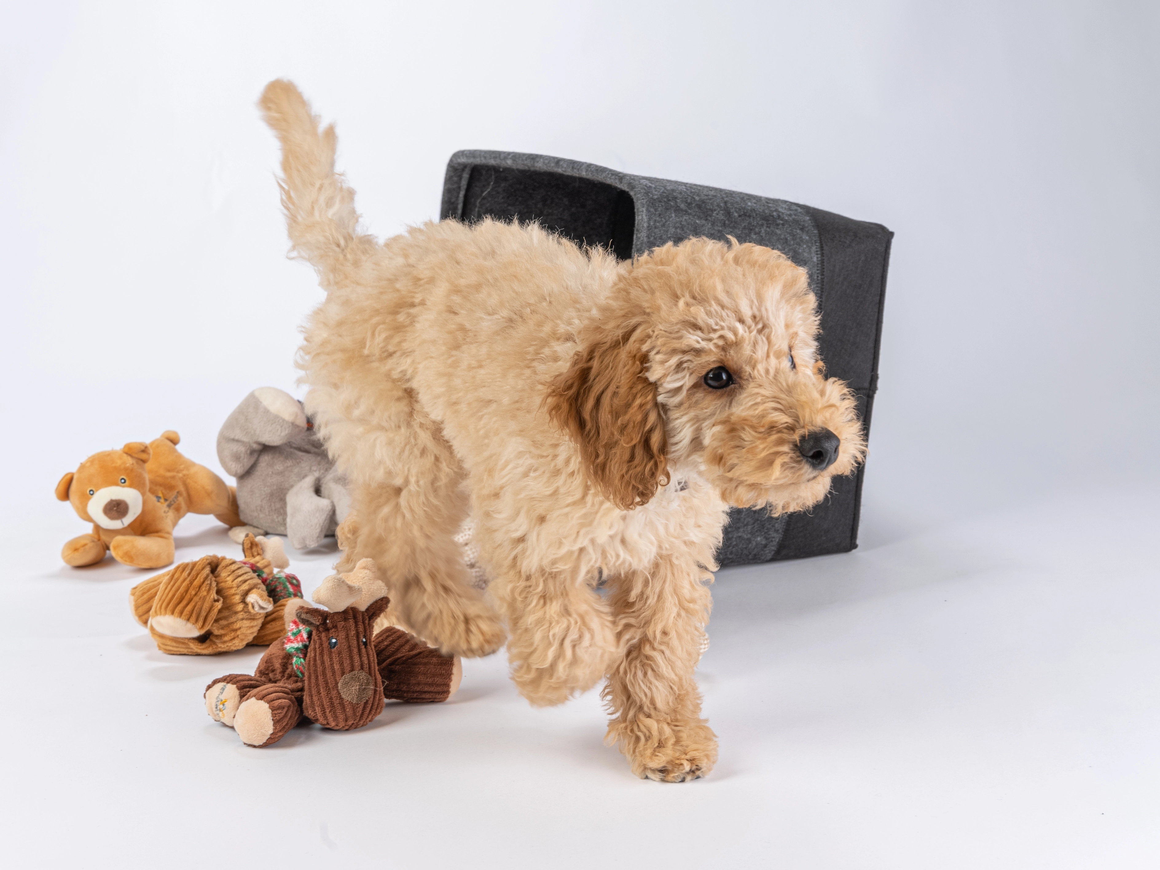 MyDog Toys Spielzeugkoerbchen von TrendPet